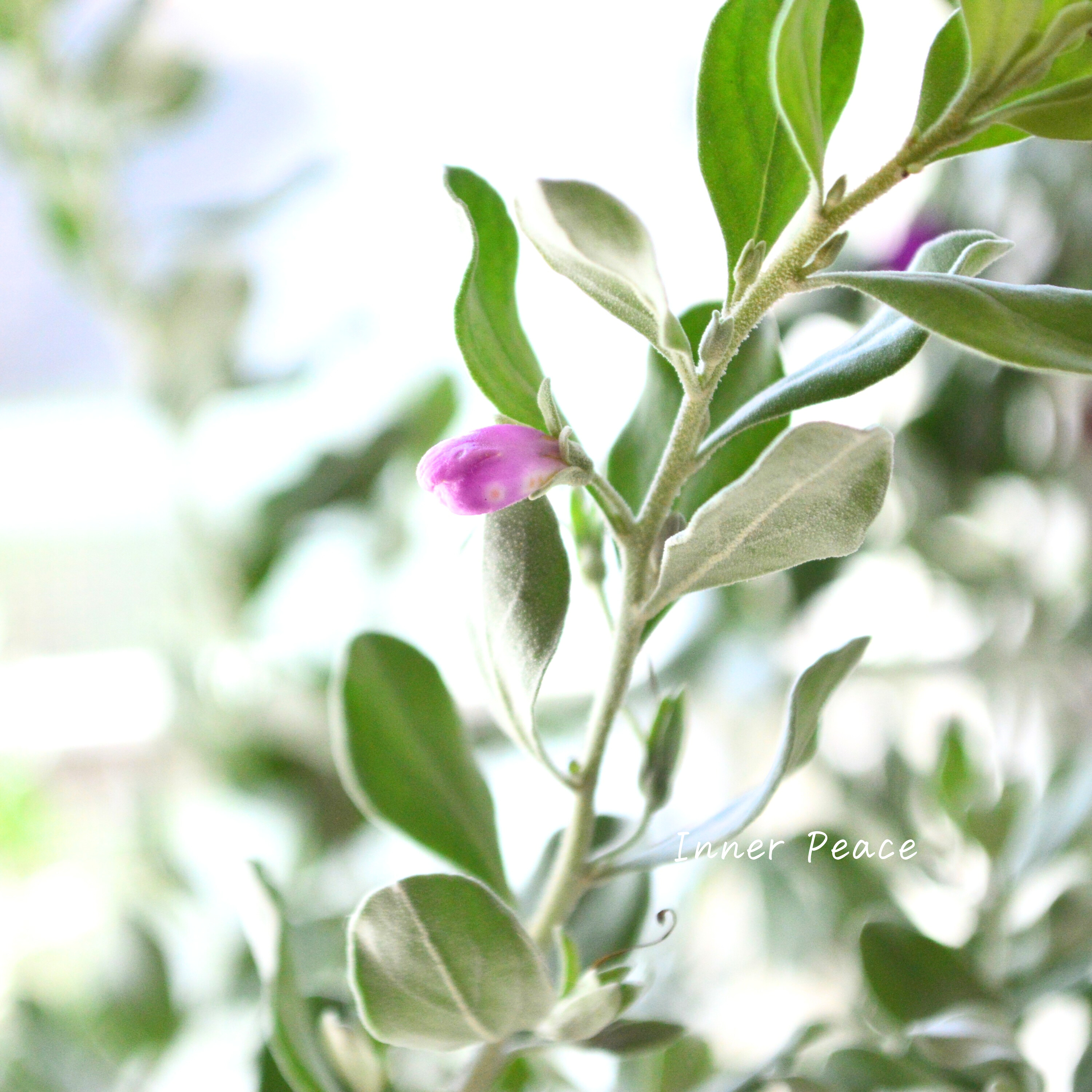 【シルバーリーフ】 レウコフィルム 『フルテスケンス』 3寸ロングPOT