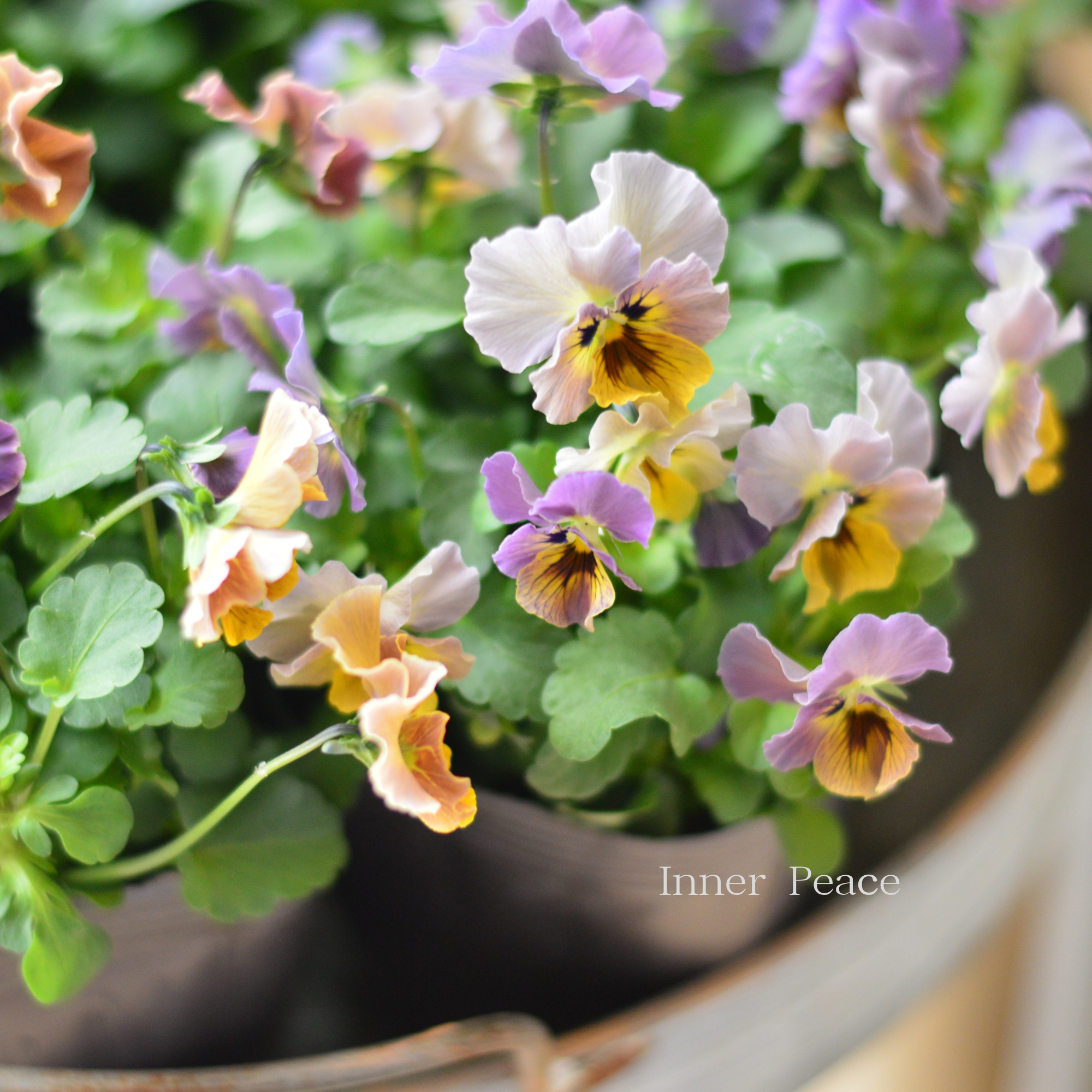 【tef*tef*さんオリジナルビオラ】 スモーキーヴェール・MIX 3.5寸POT