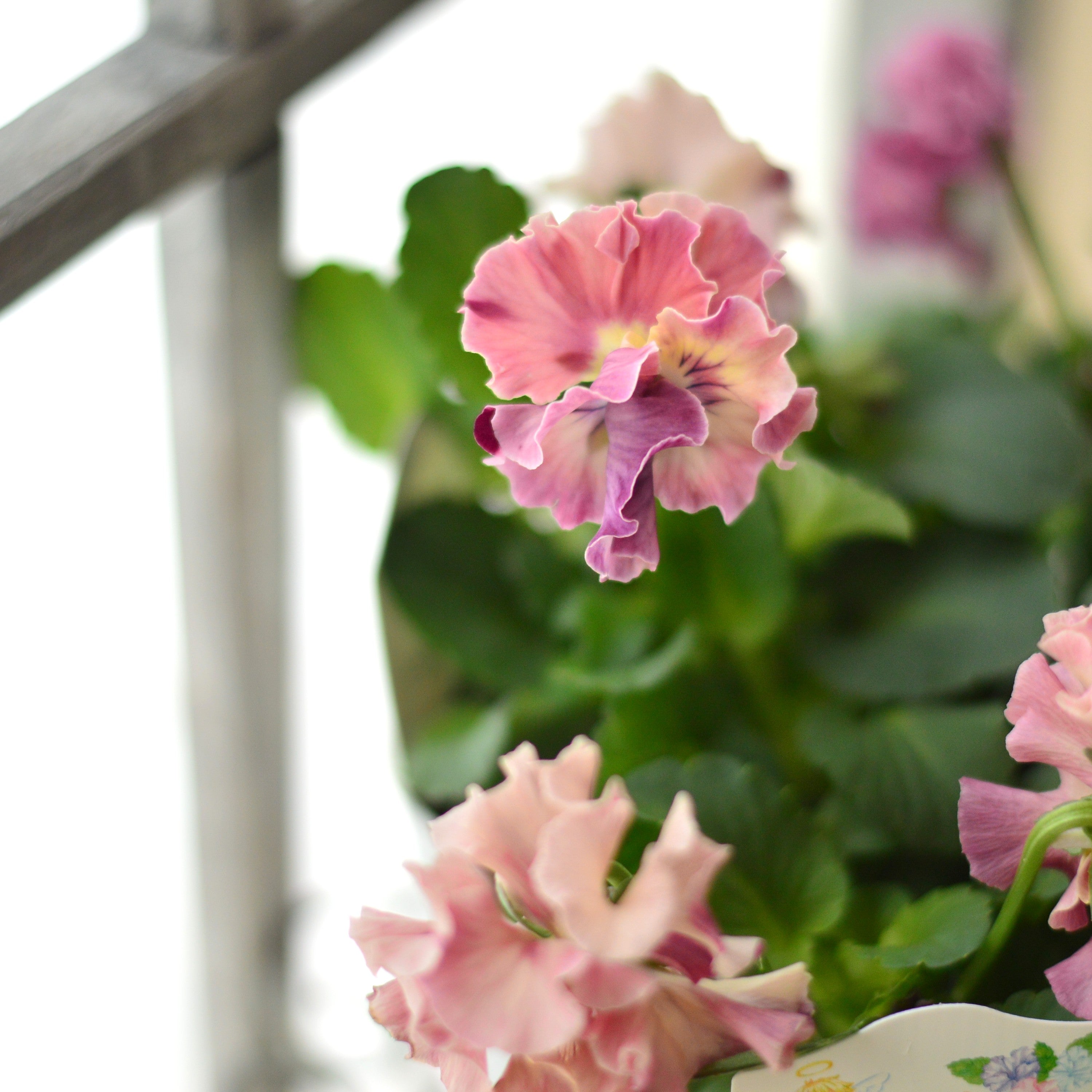 【松原園芸さん】 パンジー 『スリールドランジュ・ピンク系』 3寸POT