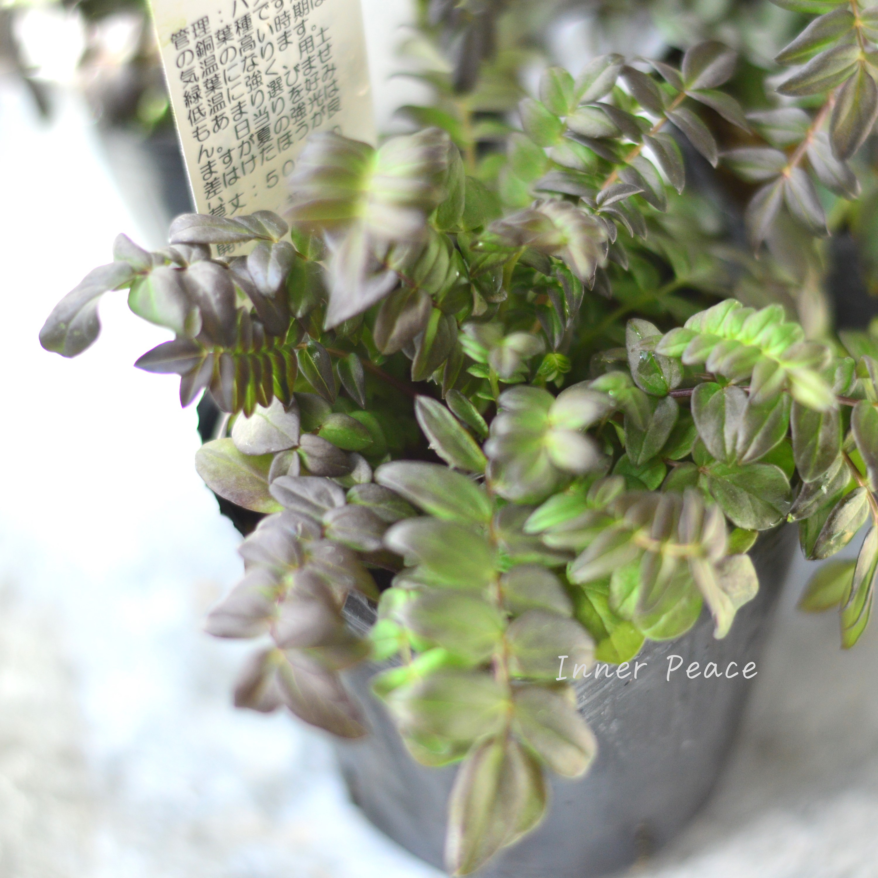 【葉色が美しい】 ハナシノブ(ポレモニウム)『パープルレイン』 3寸POT