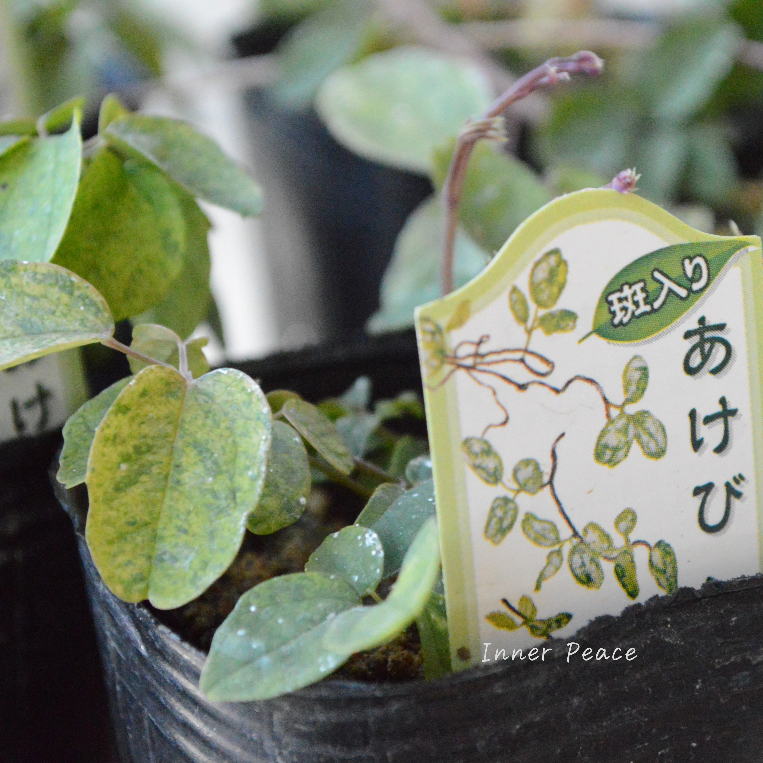 【斑入り】 五葉アケビ 2.5寸POT