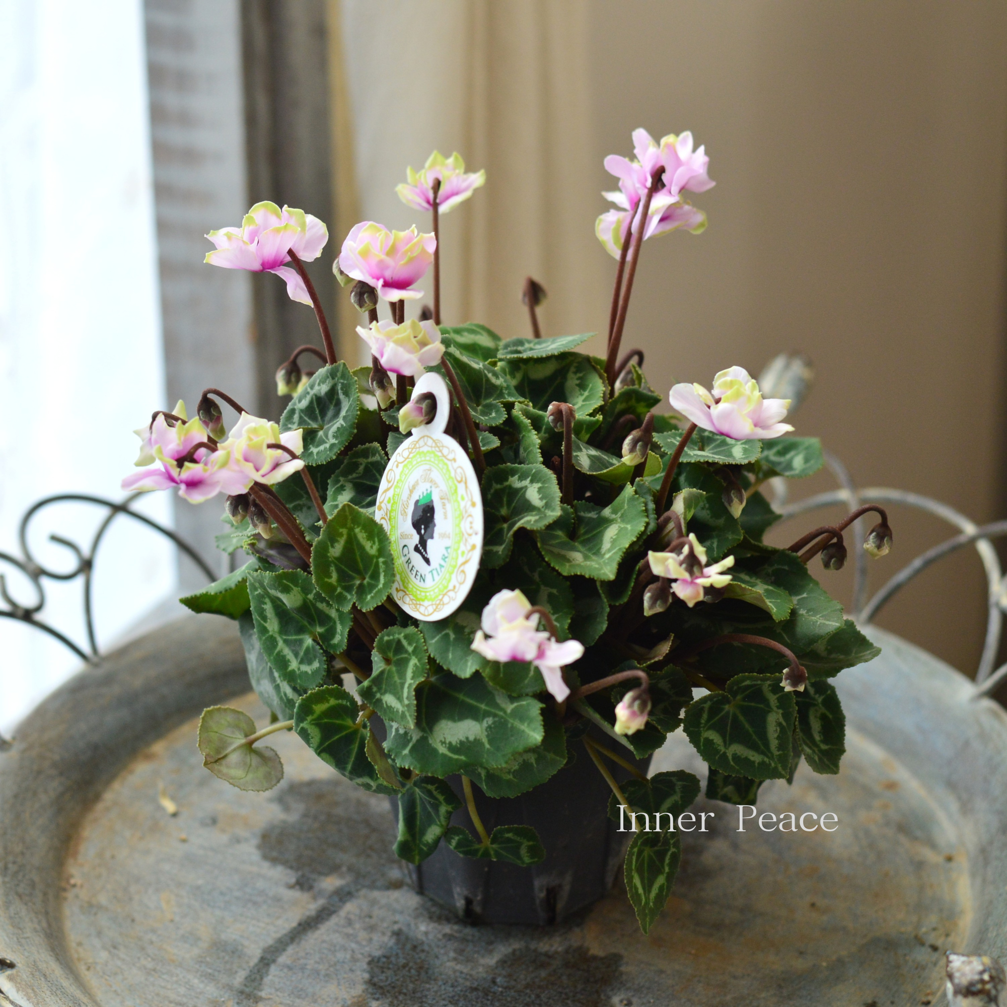 【八重咲き】 ガーデンシクラメン 『グリーンティアラ・ピンク系』 3寸硬質POT