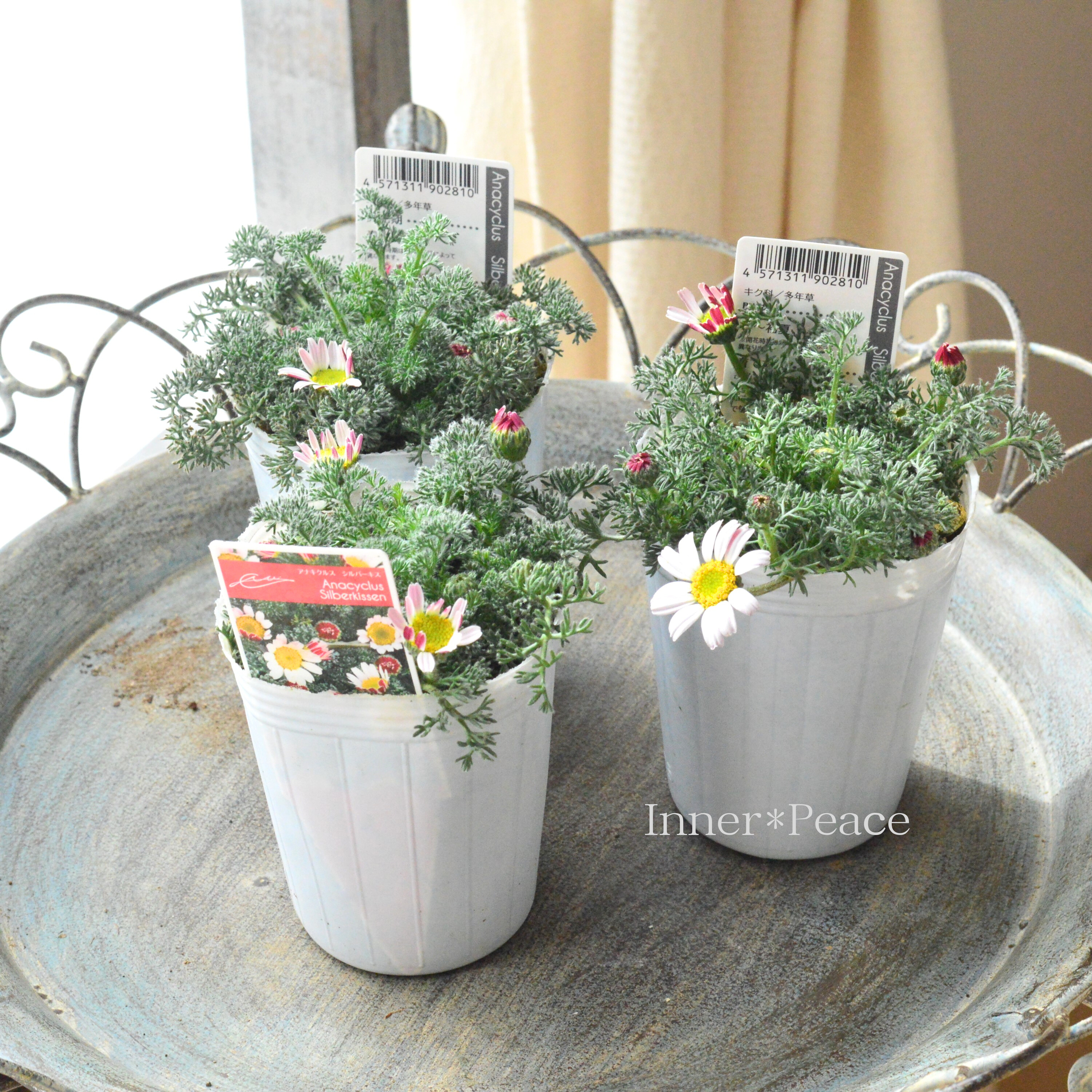 【かわいい】 アナキクルス 『シルバーキス』 3寸POT