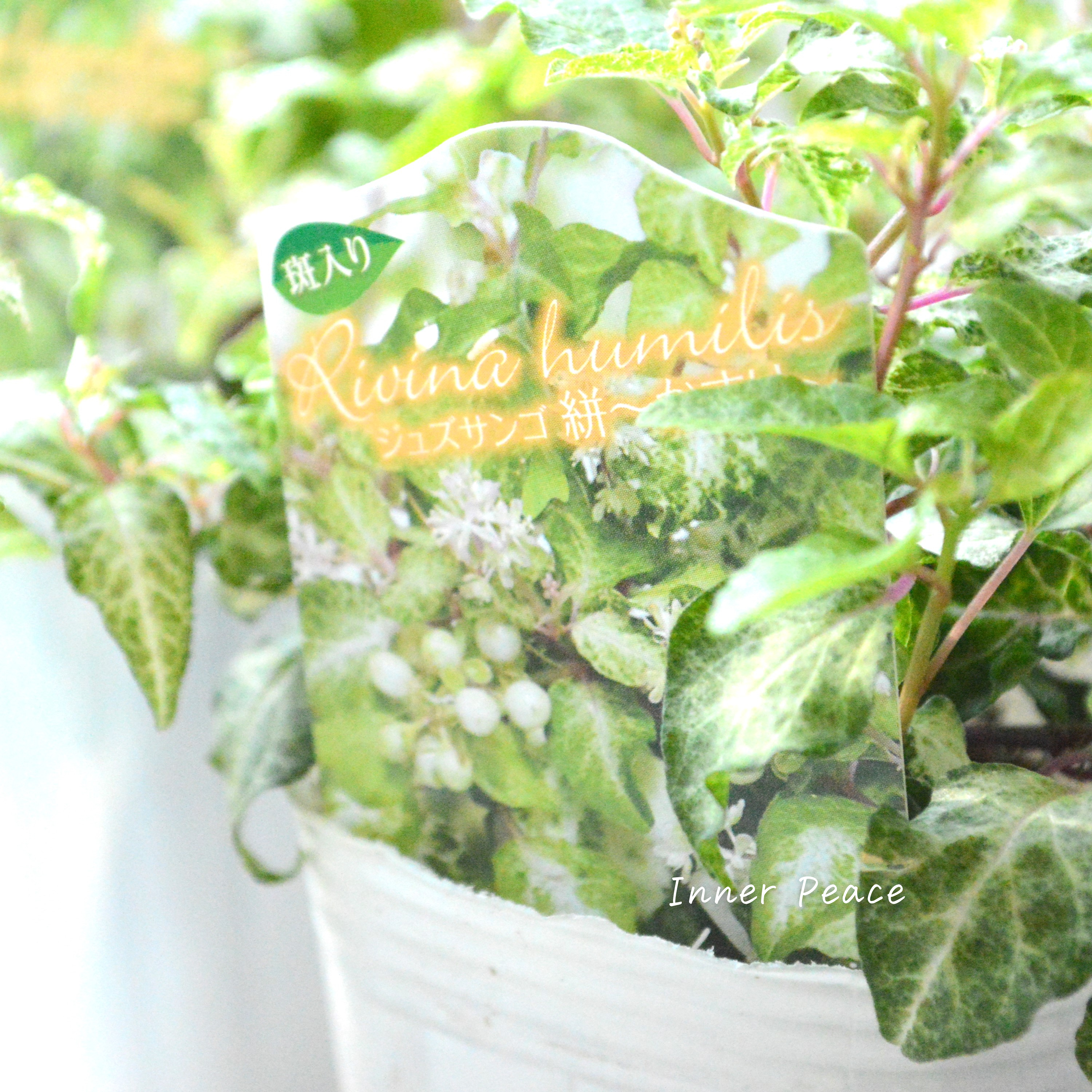 【美しい】ジュズサンゴ 『絣~かすり~・白い実』 2.5寸ロング~3号POT