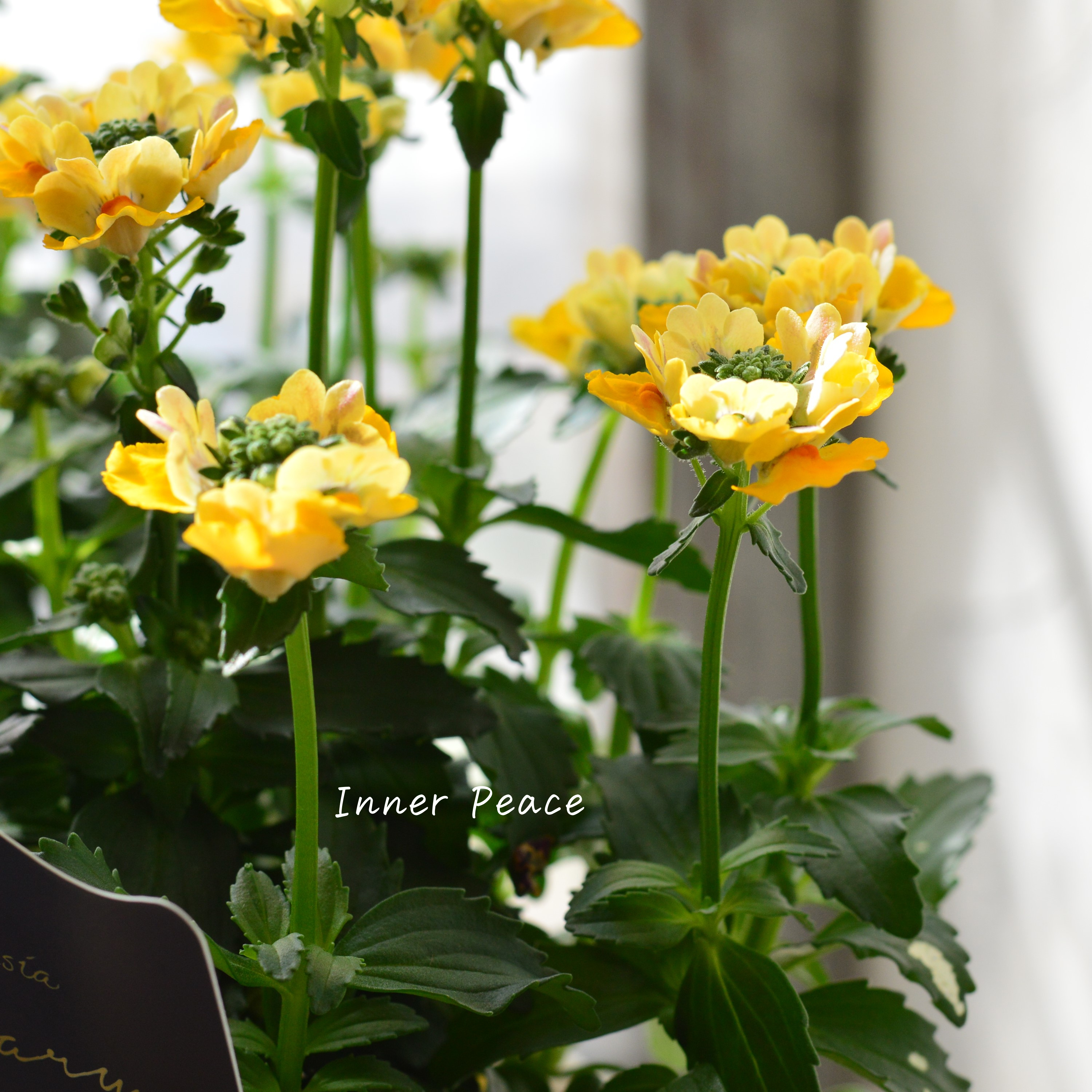 【花芳さん】 ネメシア 『マリー・マリブオレンジ』 3.5寸POT