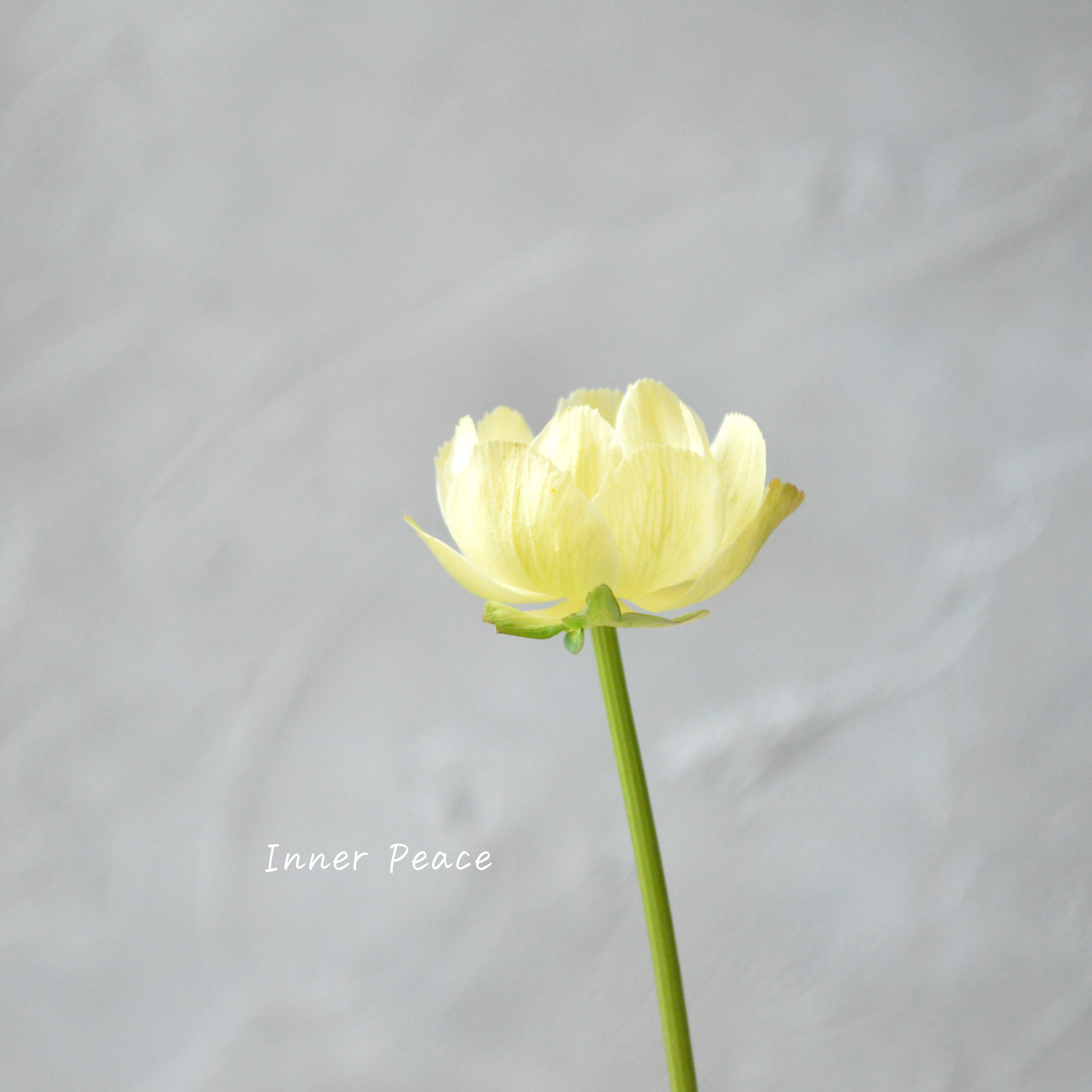 【素敵】 トロリウス 『ニュームーン』 3寸POT