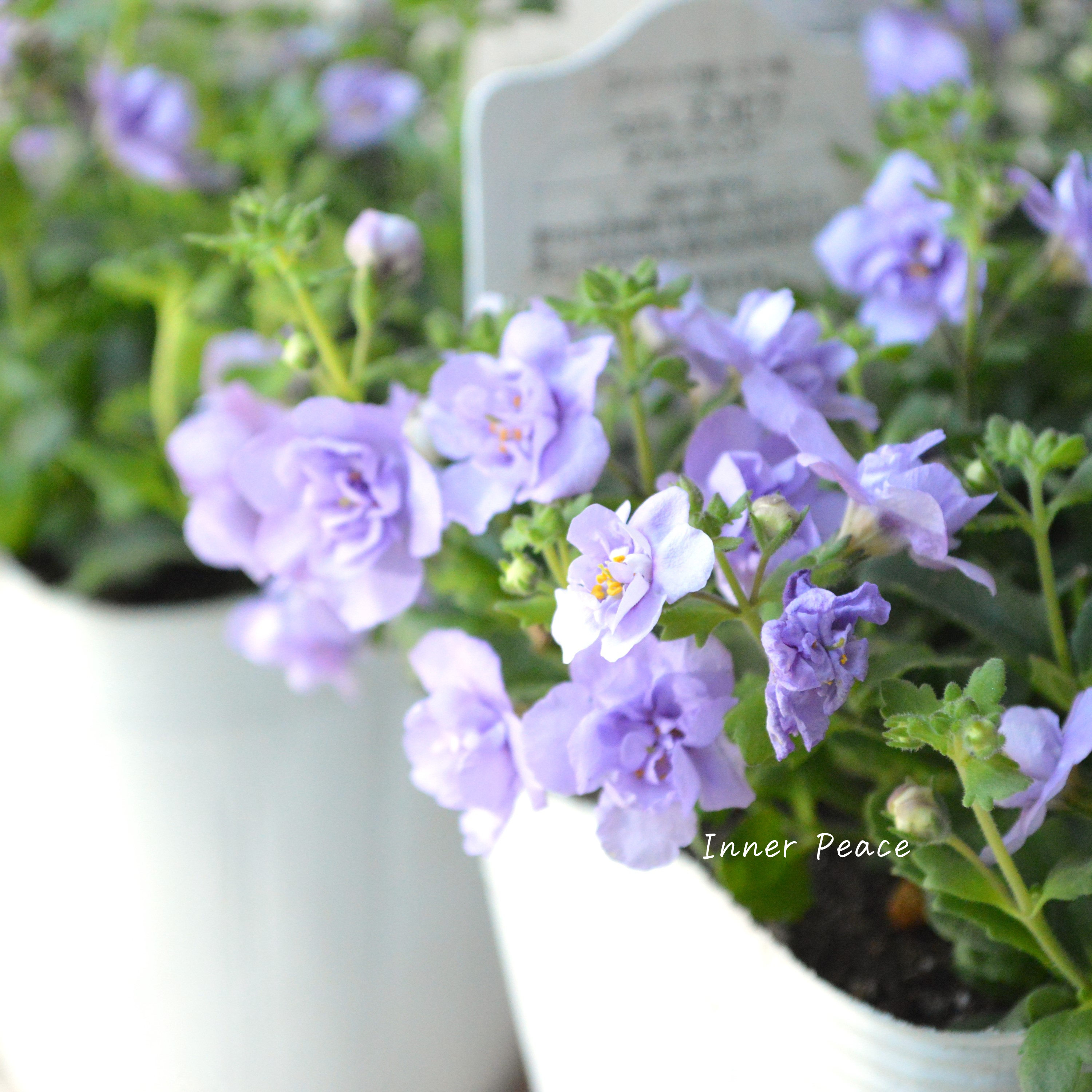 【八重咲き】 バコパ 『ステラ・スコピア ダブルラベンダー』 3.5寸POT