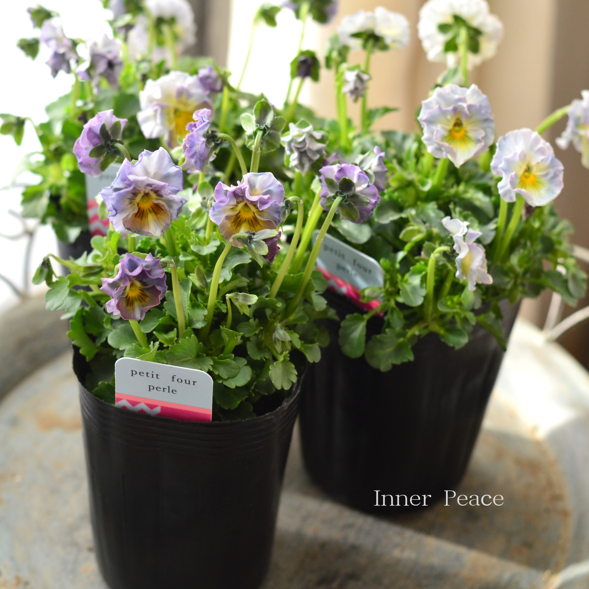 【ハルグリンさん】 ビオラ 『プティフール・ペルル 4番』 3寸POT