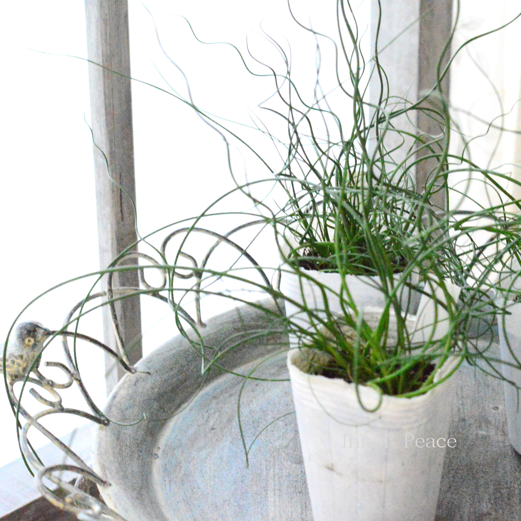 【個性的】 ラセンイ 3寸POT