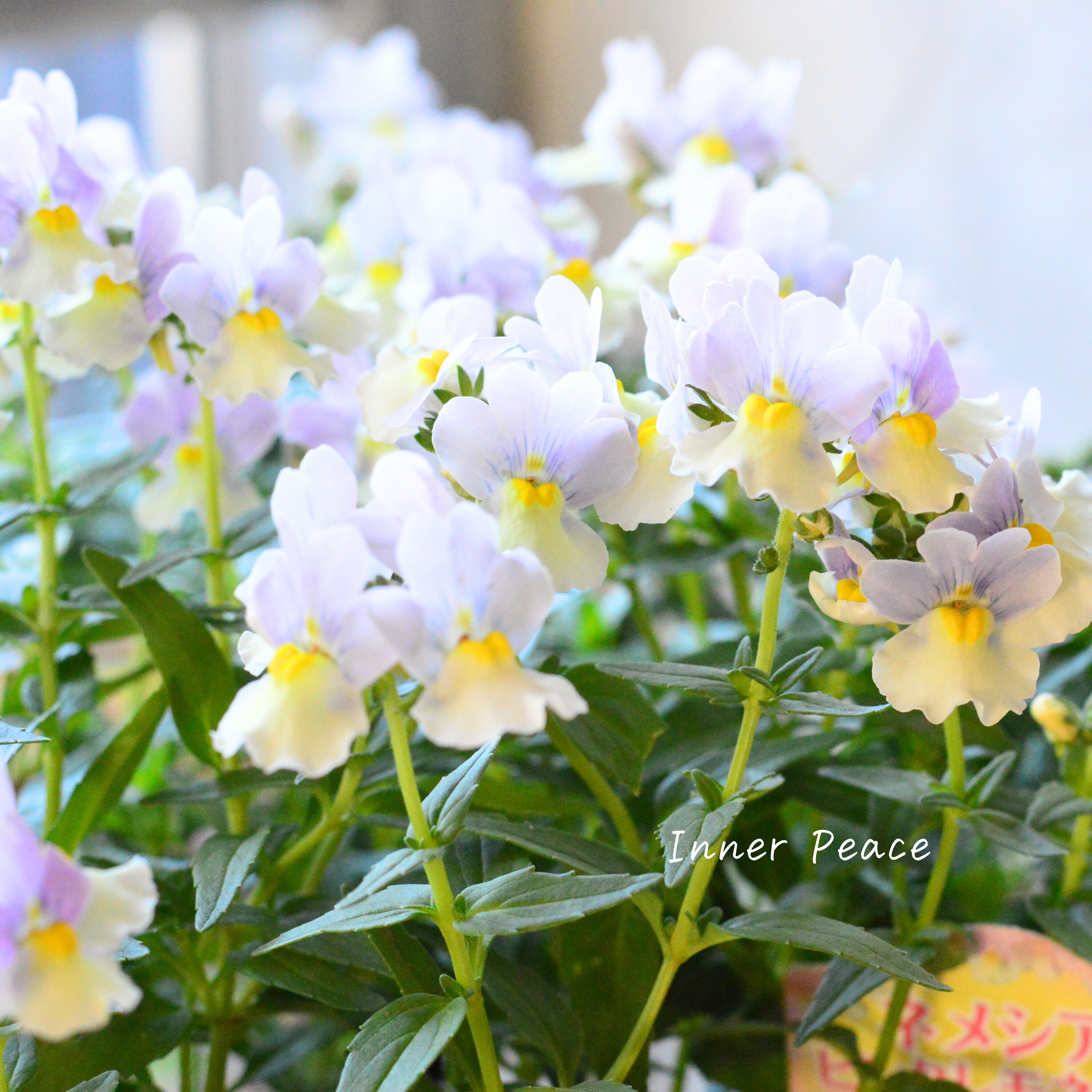 【かわいい】 ネメシア 『ピンクレモネード』 3.5寸POT