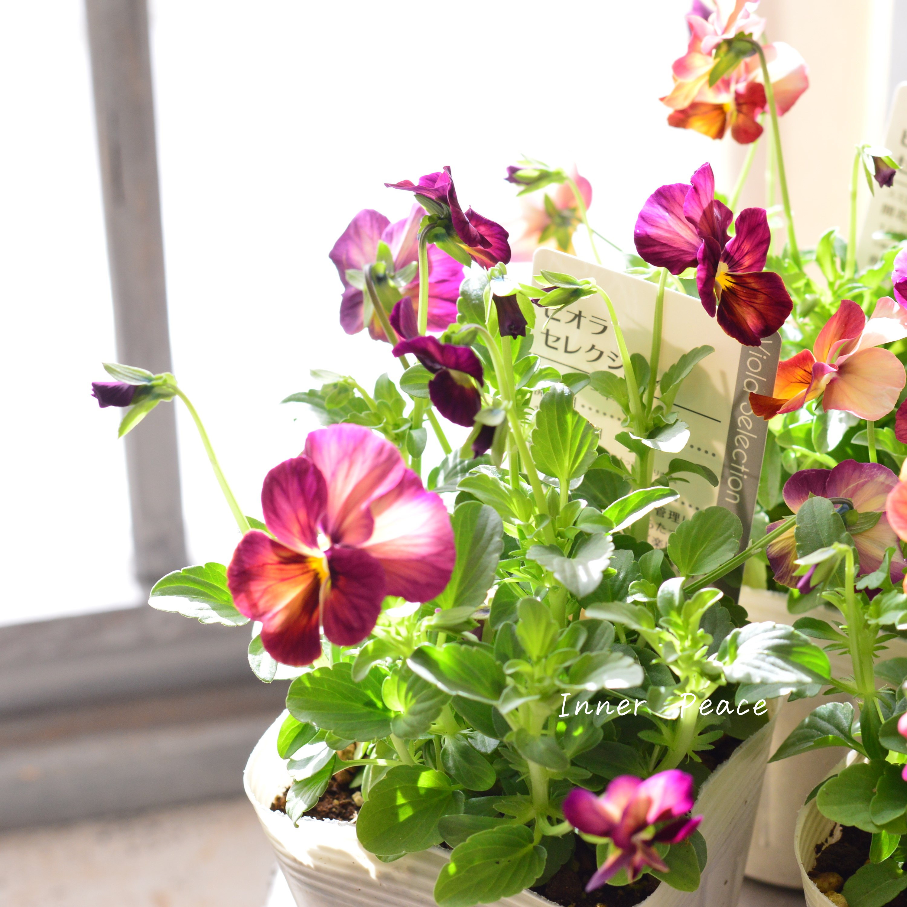 【アンティーク】 ビオラ・なごみももか 『しんしん』 3.5寸POT