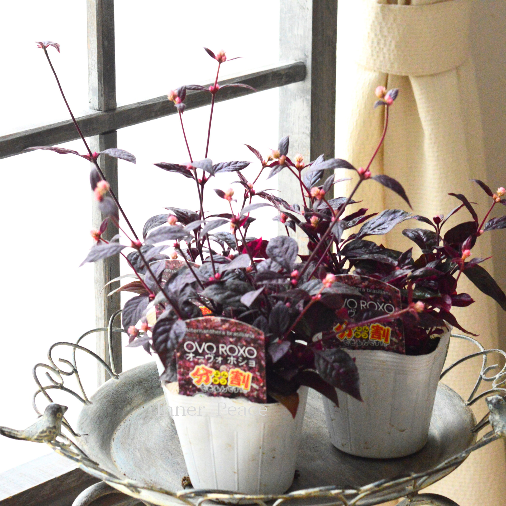 【2本植え!】 アルテルナンテラ 『オーヴォホショ』 3.5寸POT