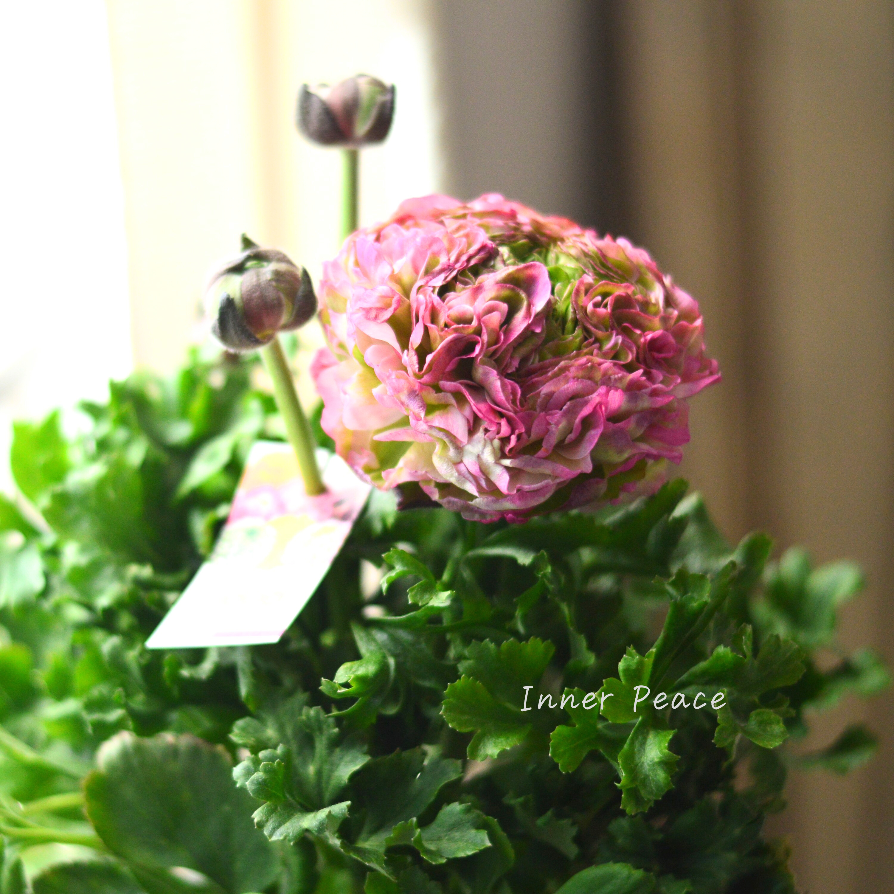 【希少】 ラナンキュラス・ポンポン 『マルヴァ』 5号鉢