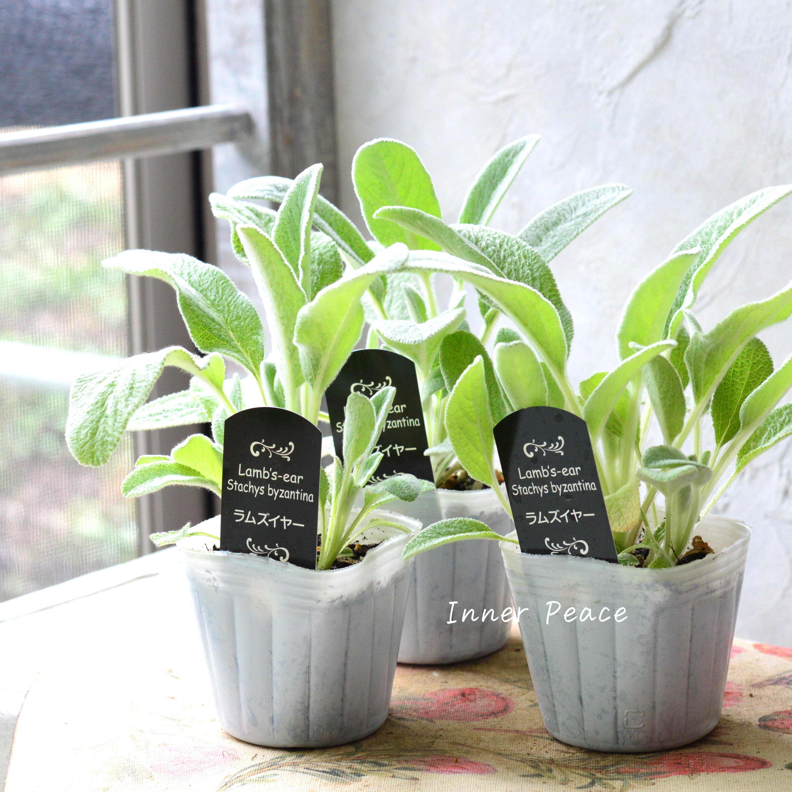 【寒さに強い】 ラムズイヤー 3寸POT