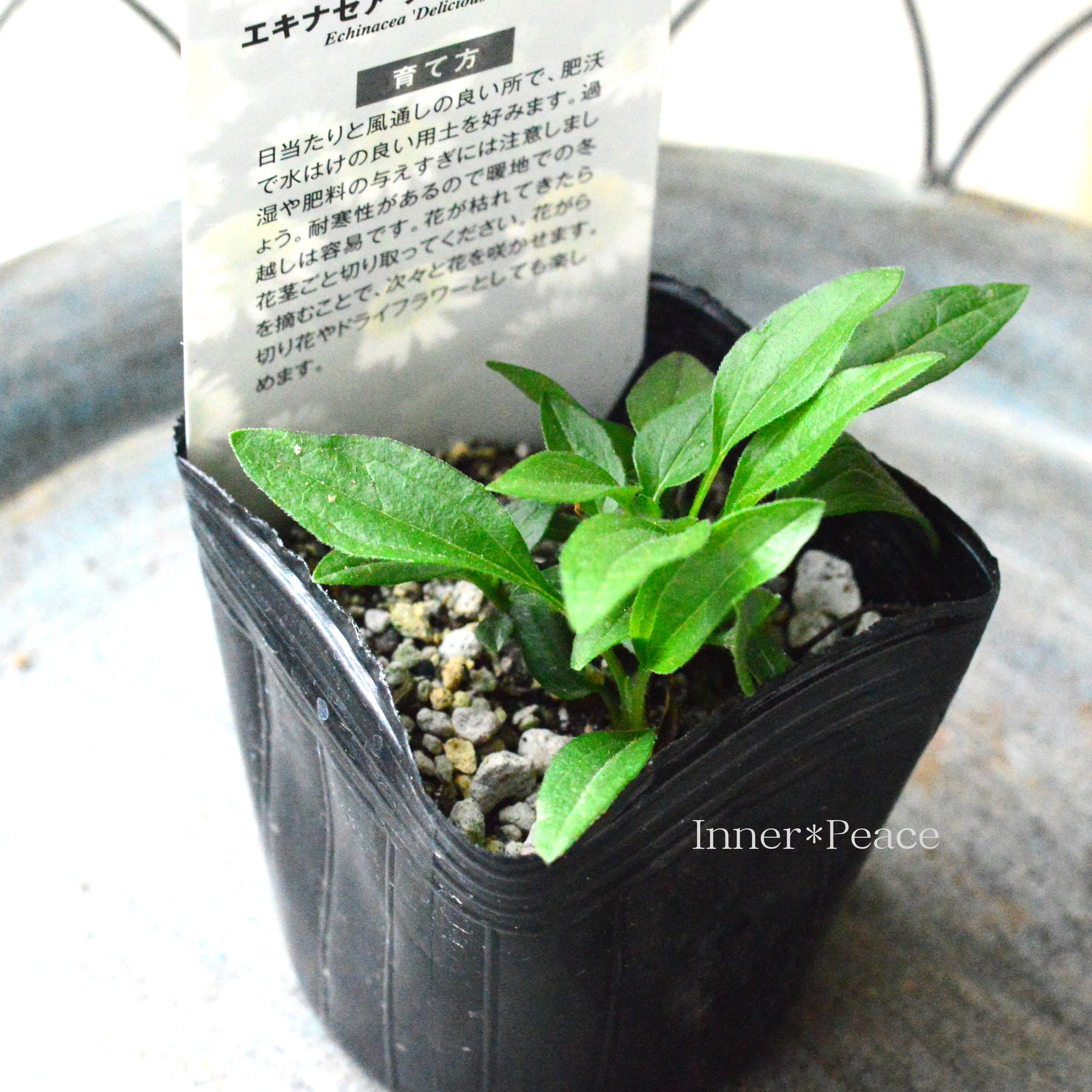 【暑さ寒さに強い】 エキナセア 『デリシャスヌガー』植え込み用 3寸POT