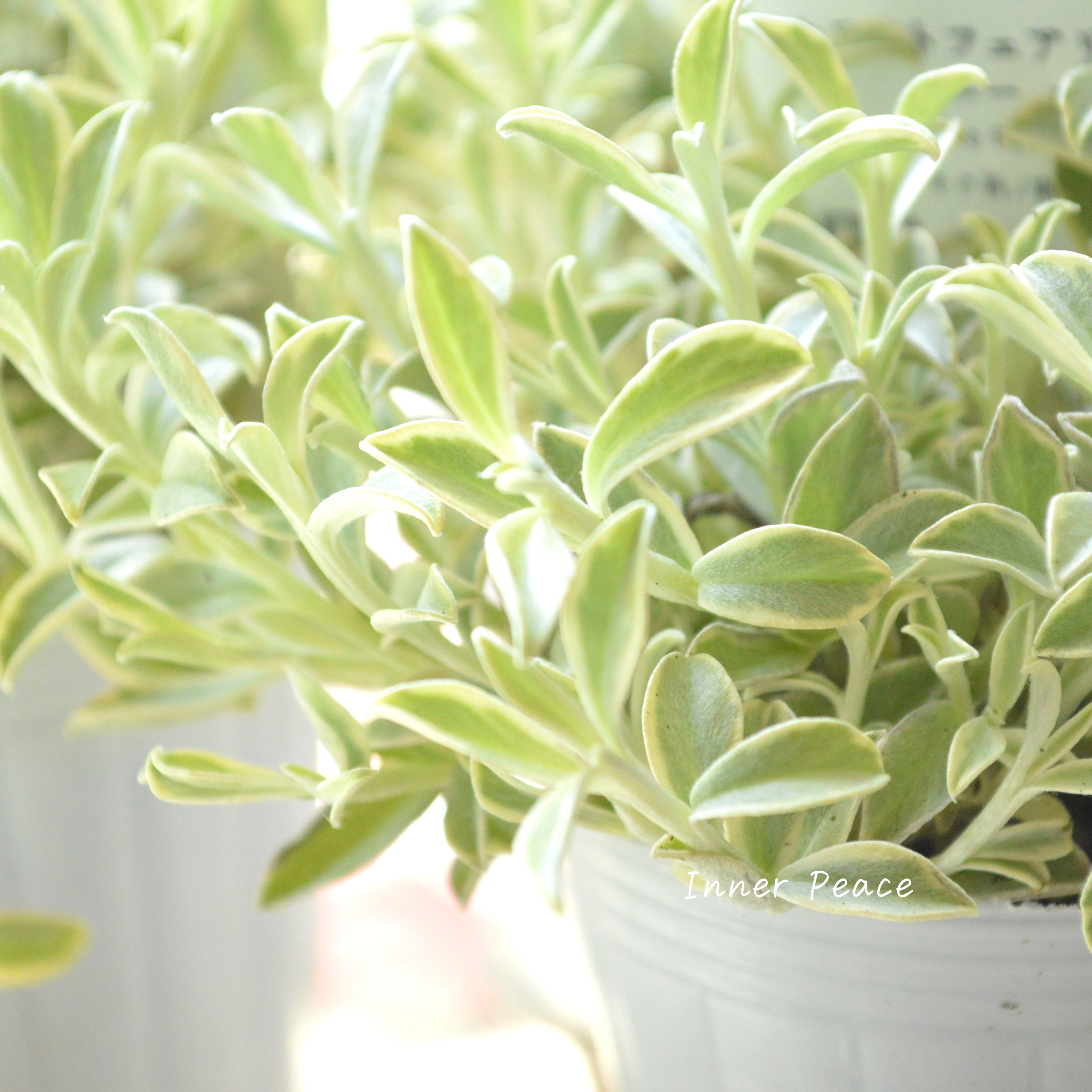 【斑入り】 ヘリクリサム 『ホワイトフェアリー・コニーエトワール』 2.5寸POT