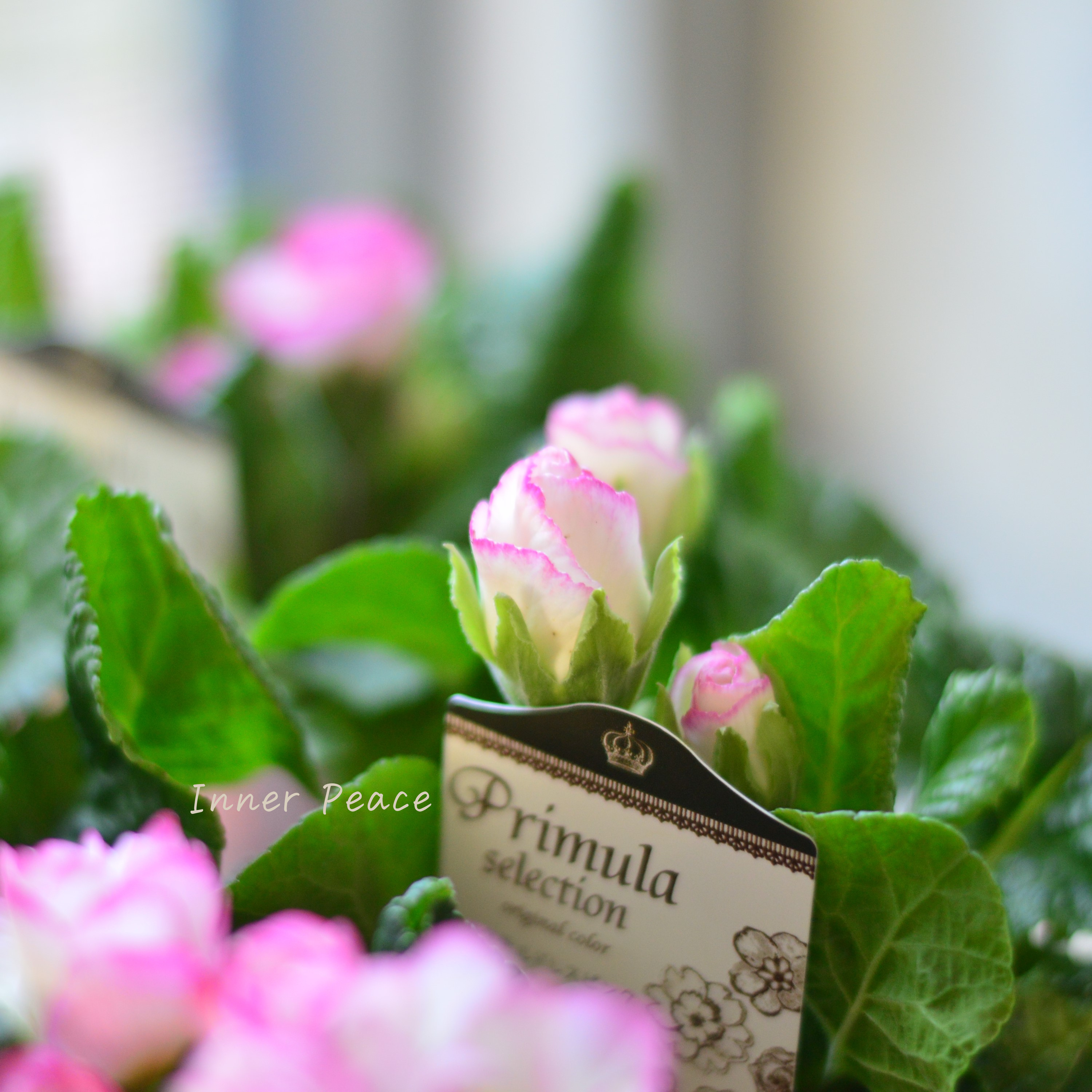 【k-plantsさん】 バラ咲き プリムラ 『カクテルドレス・ピンク』 2.5寸ロングPOT