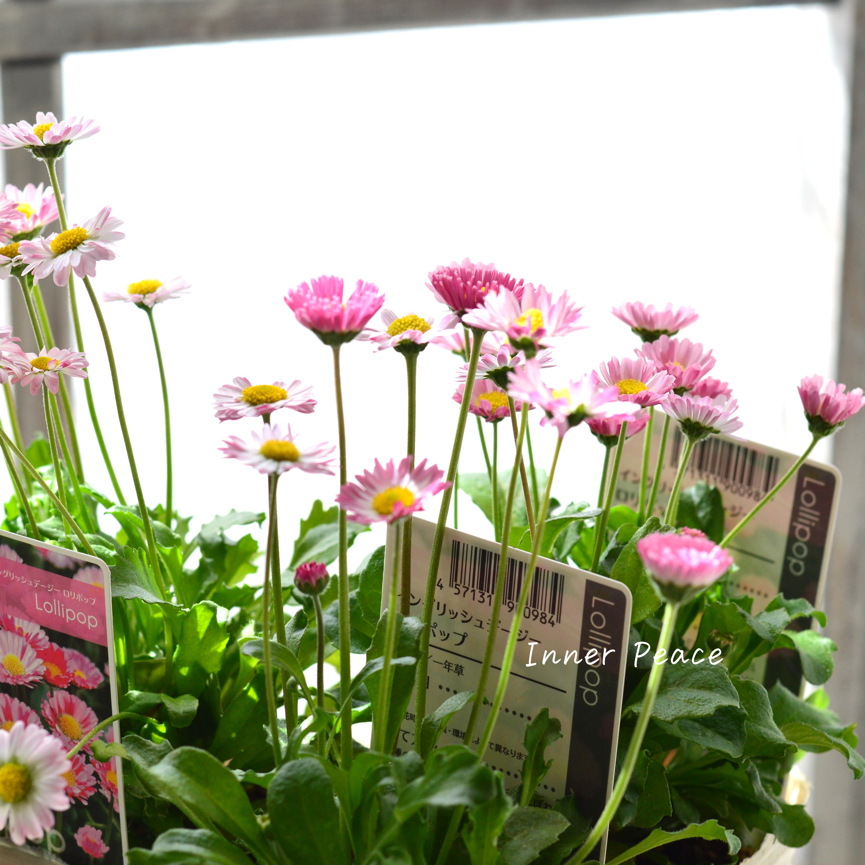 【かわいい】 イングリッシュデージー 『ロリポップ』 3寸POT