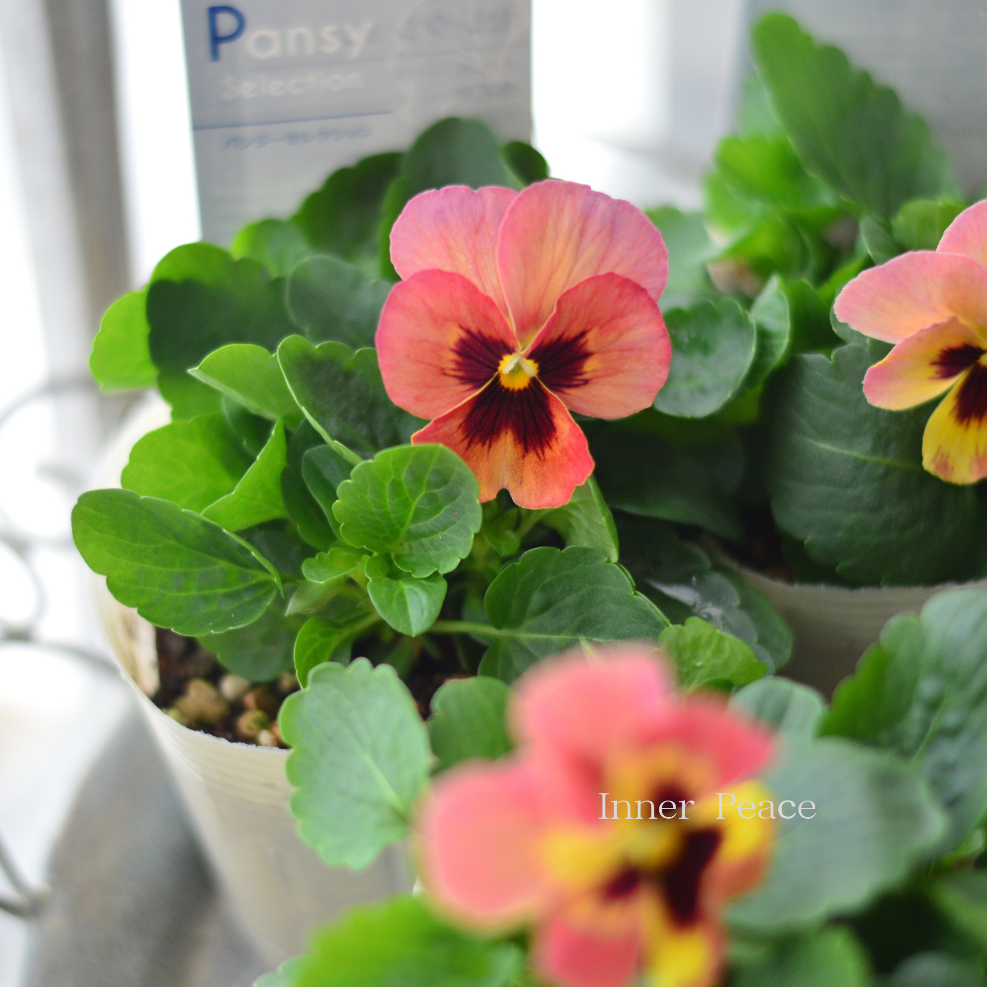 【かわいい】 パンジー 『イエローローズブロッチ』 3.5寸POT