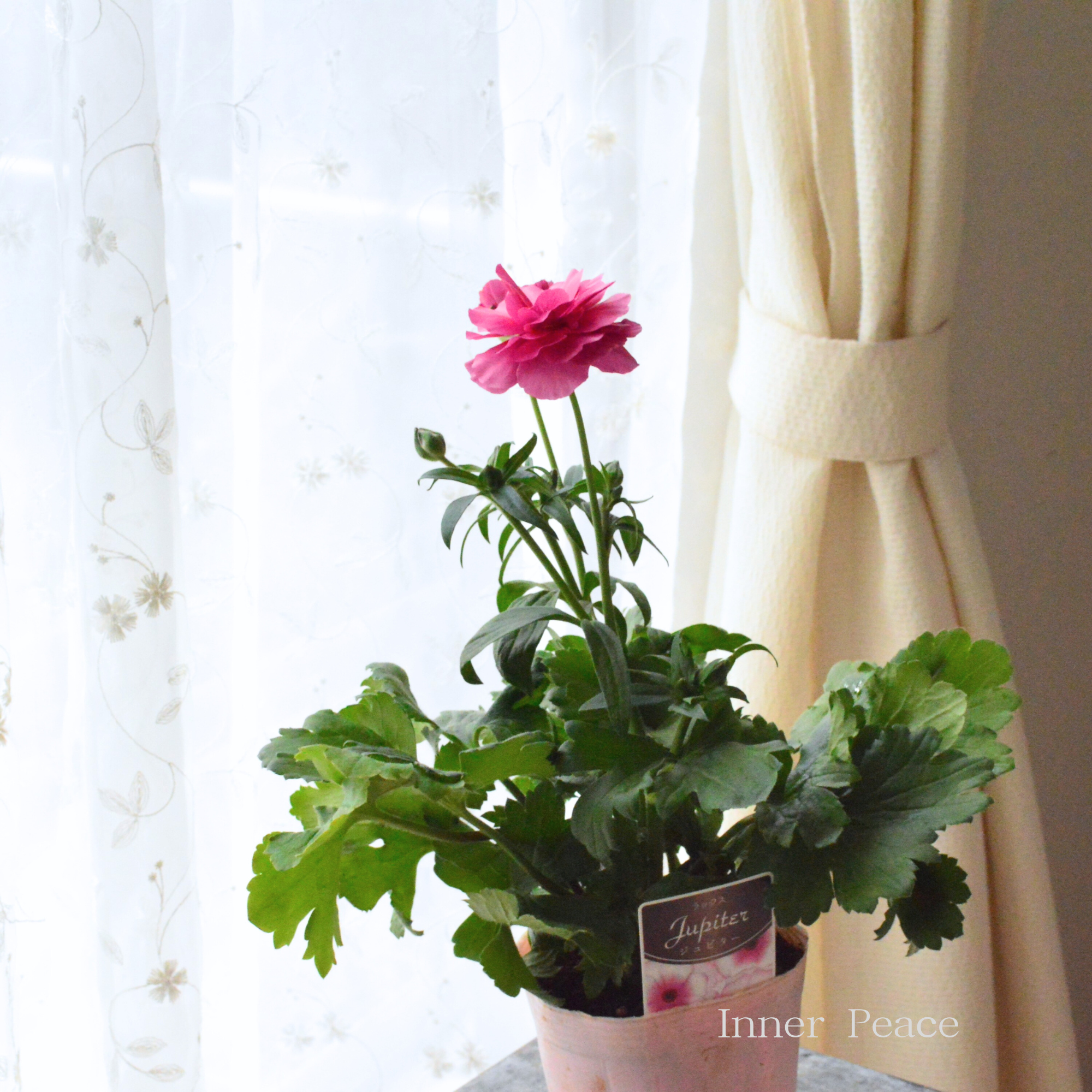 【美しい】 ラナンキュラス・ラックス 『ジュピター』 4寸POT