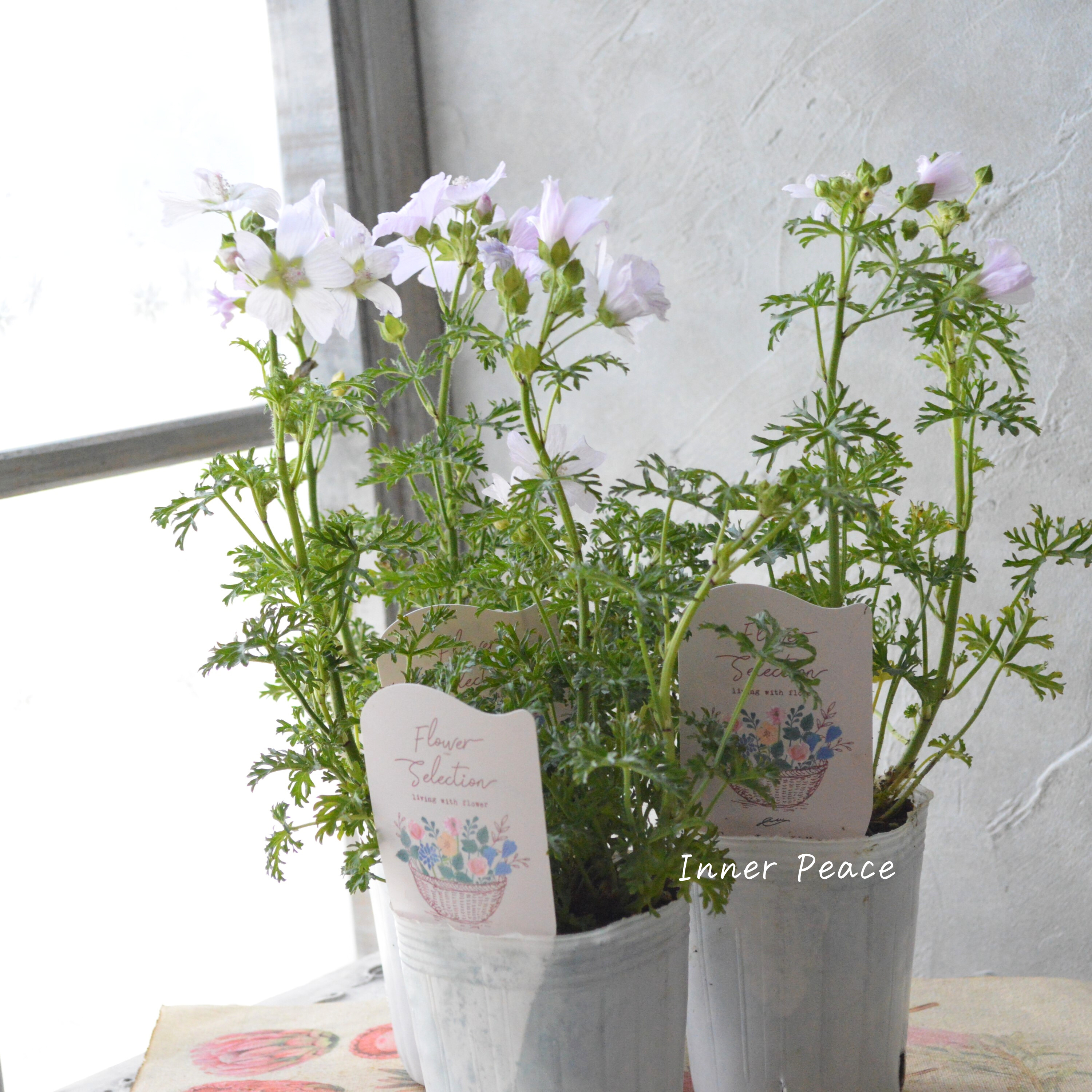 【美しい】 ムスクマロウ 『アップルブロッサム』 3寸POT