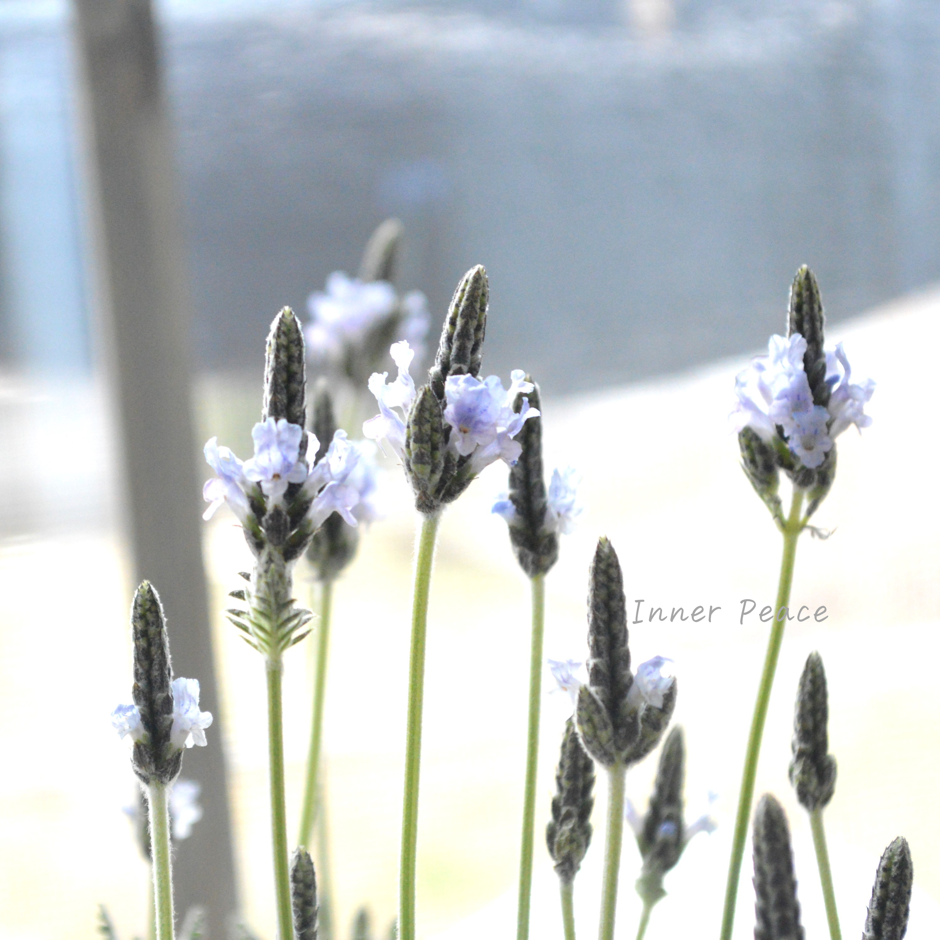 【美しい】 レースラベンダー 『トーチ ミンティアイス』 3.5寸POT