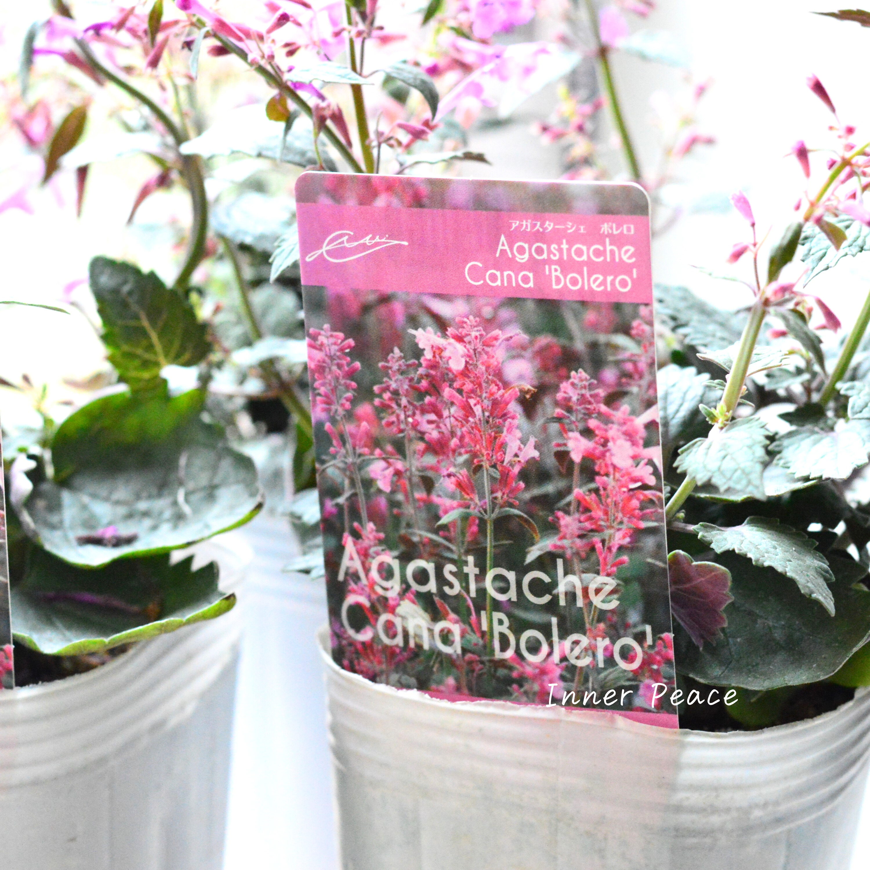 【暑さ寒さに強い】 アガスターシェ 『ボレロ』 植え込み用 3寸ロングPOT