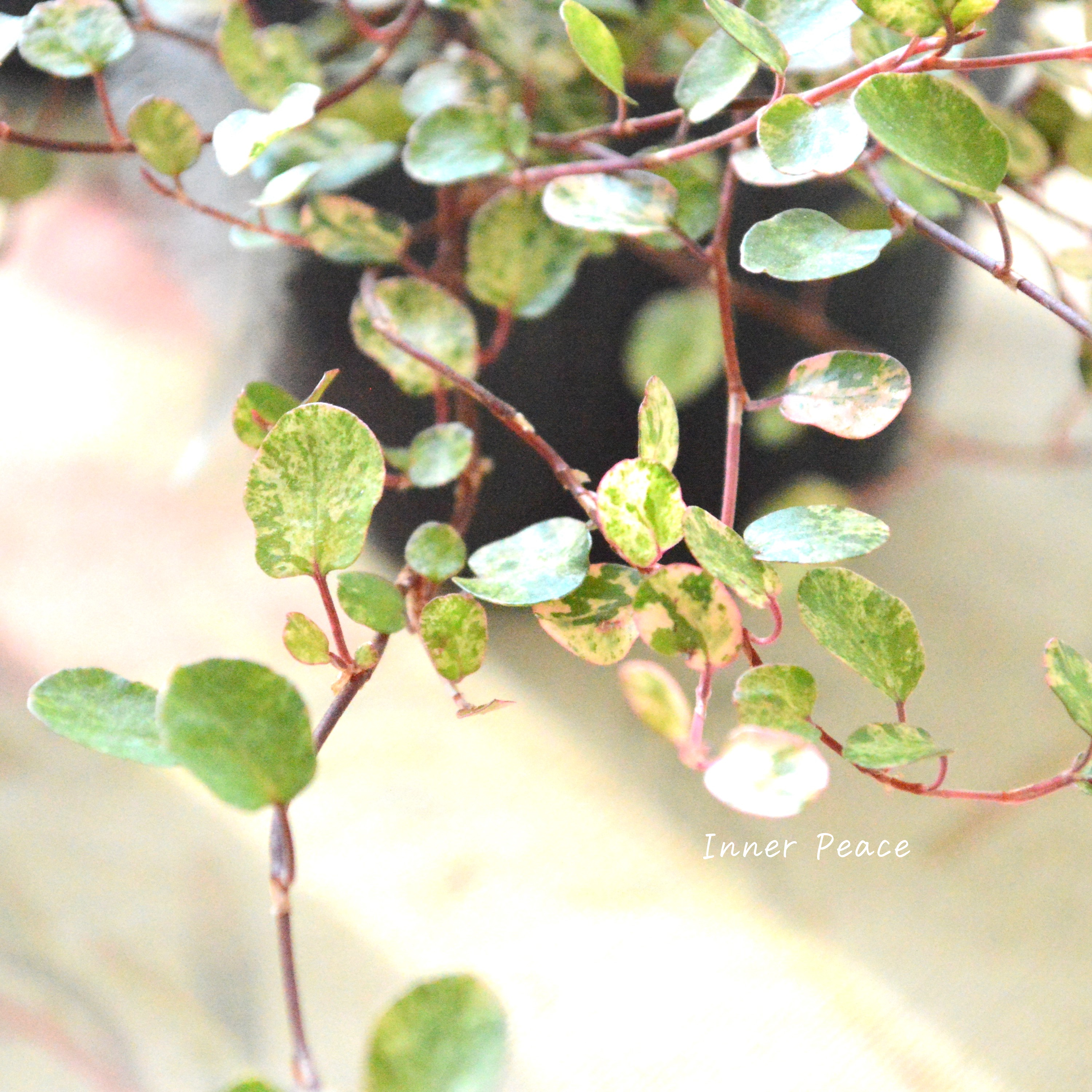 【寄せ植えの定番】 ワイヤープランツ 『スポットライト』 3寸POT