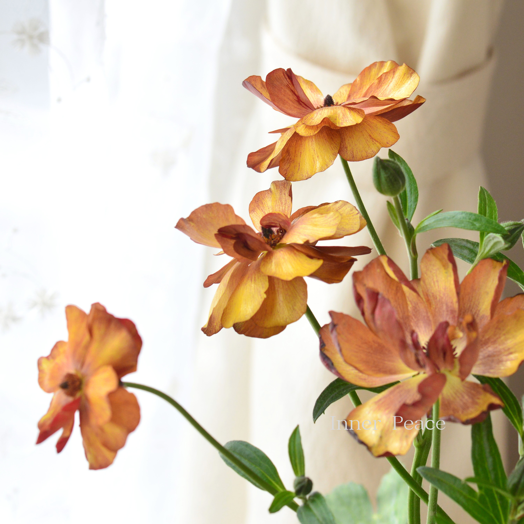 【美しい】 ラナンキュラス・ラックス 『サティロス』 4寸POT