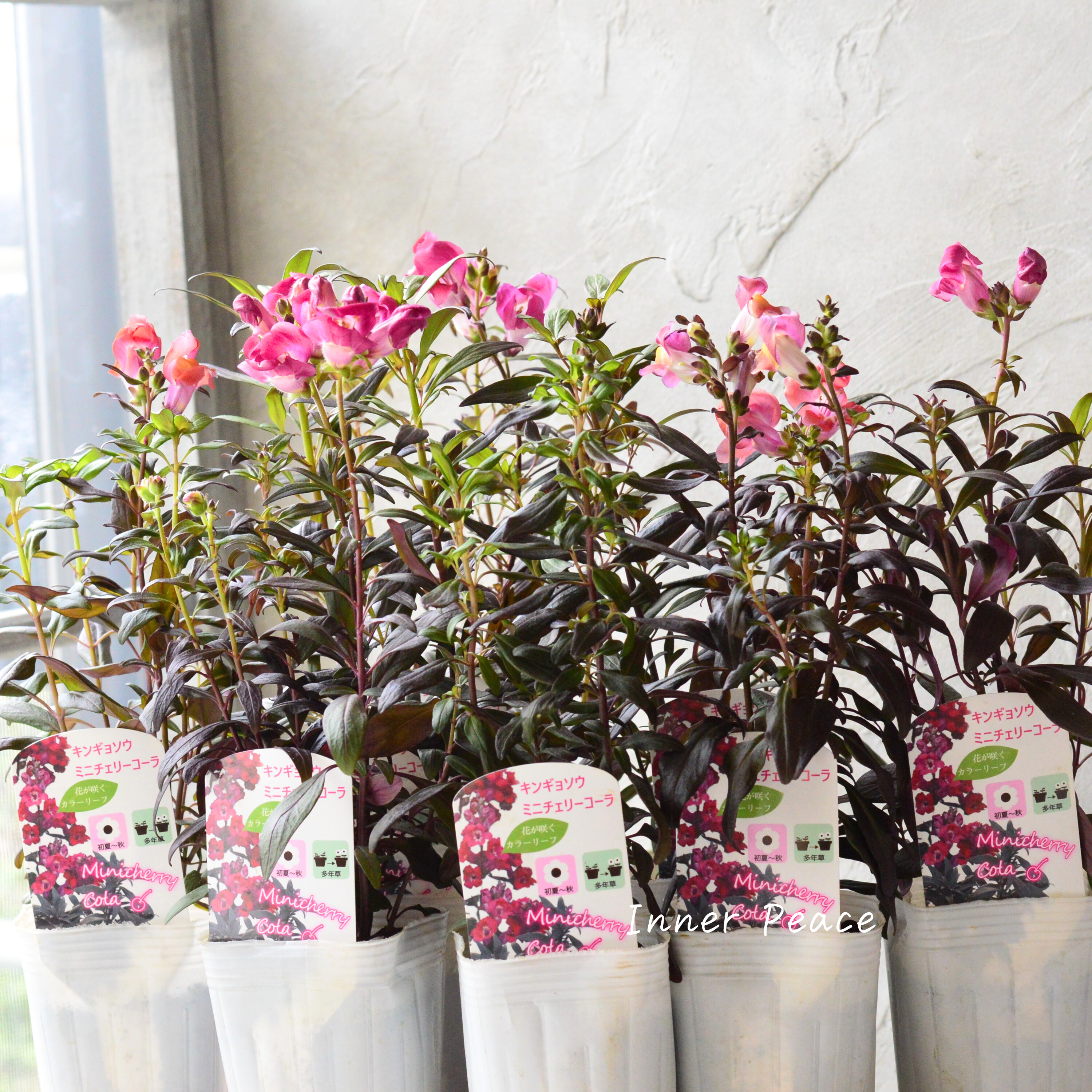 【シック】 キンギョソウ 『ミニチェリーコーラ』 3寸POT