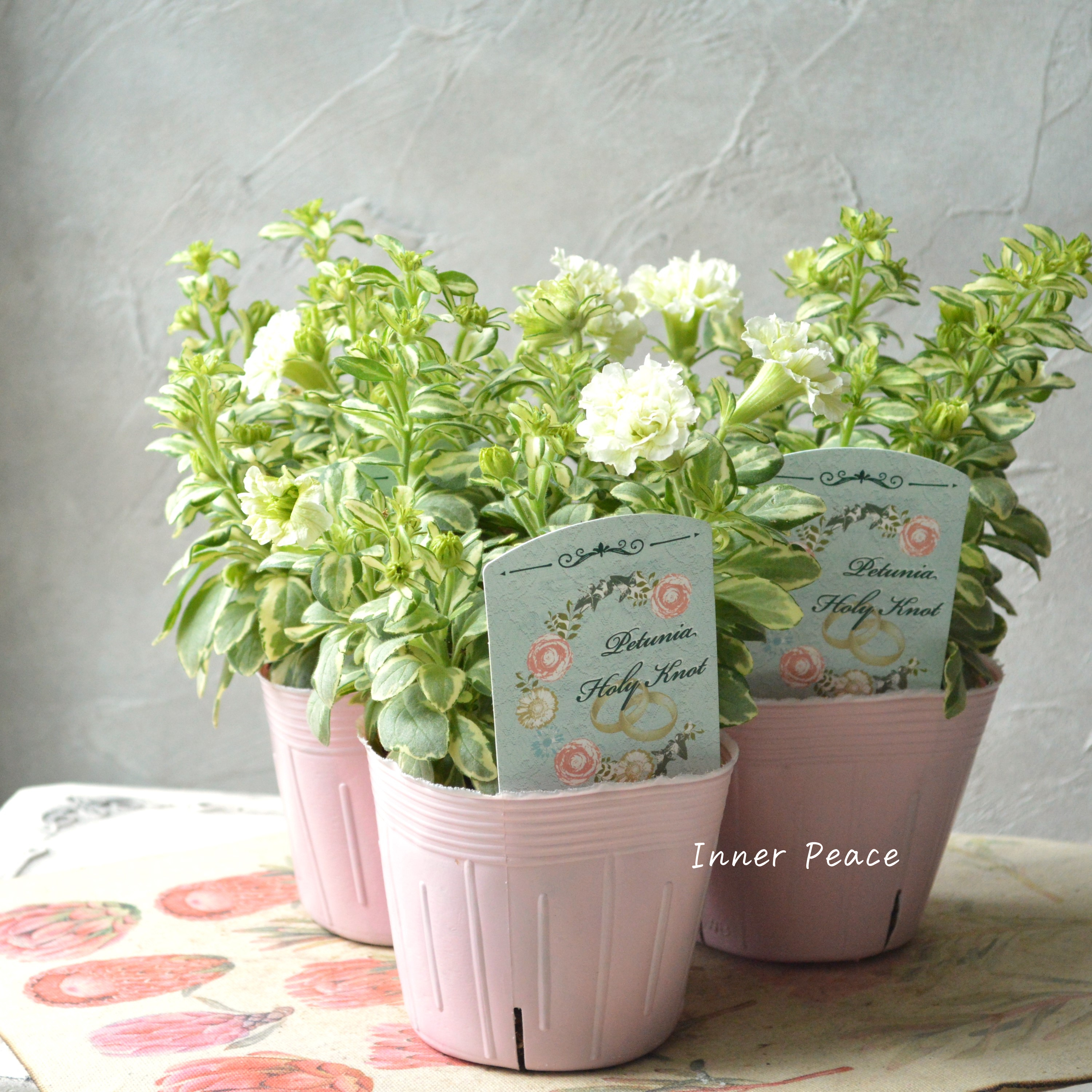 【希少】 斑入りペチュニア 『ホーリーノット』 3.5寸POT