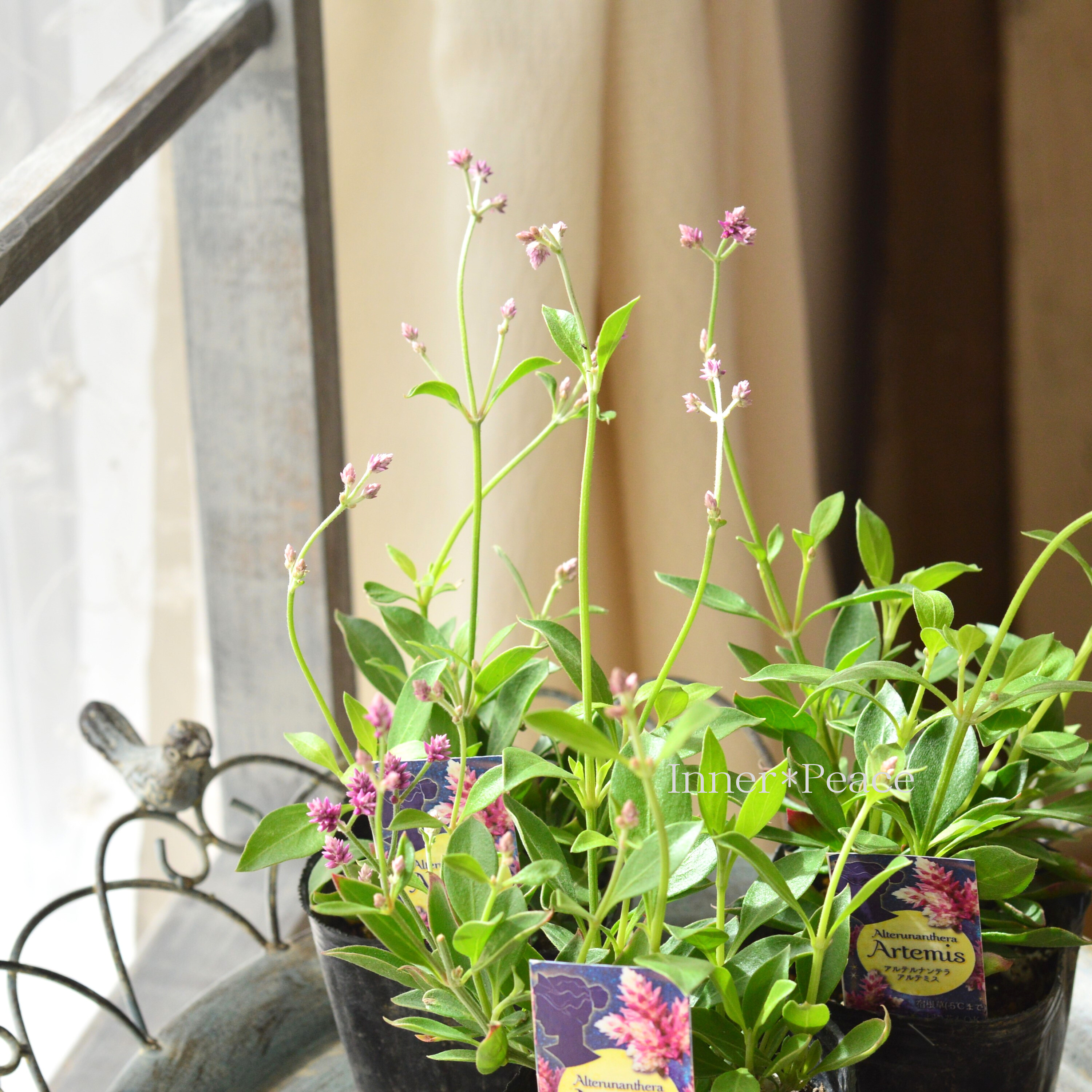 【かわいい】 アルテルナンテラ 『アルテミス』 3寸POT