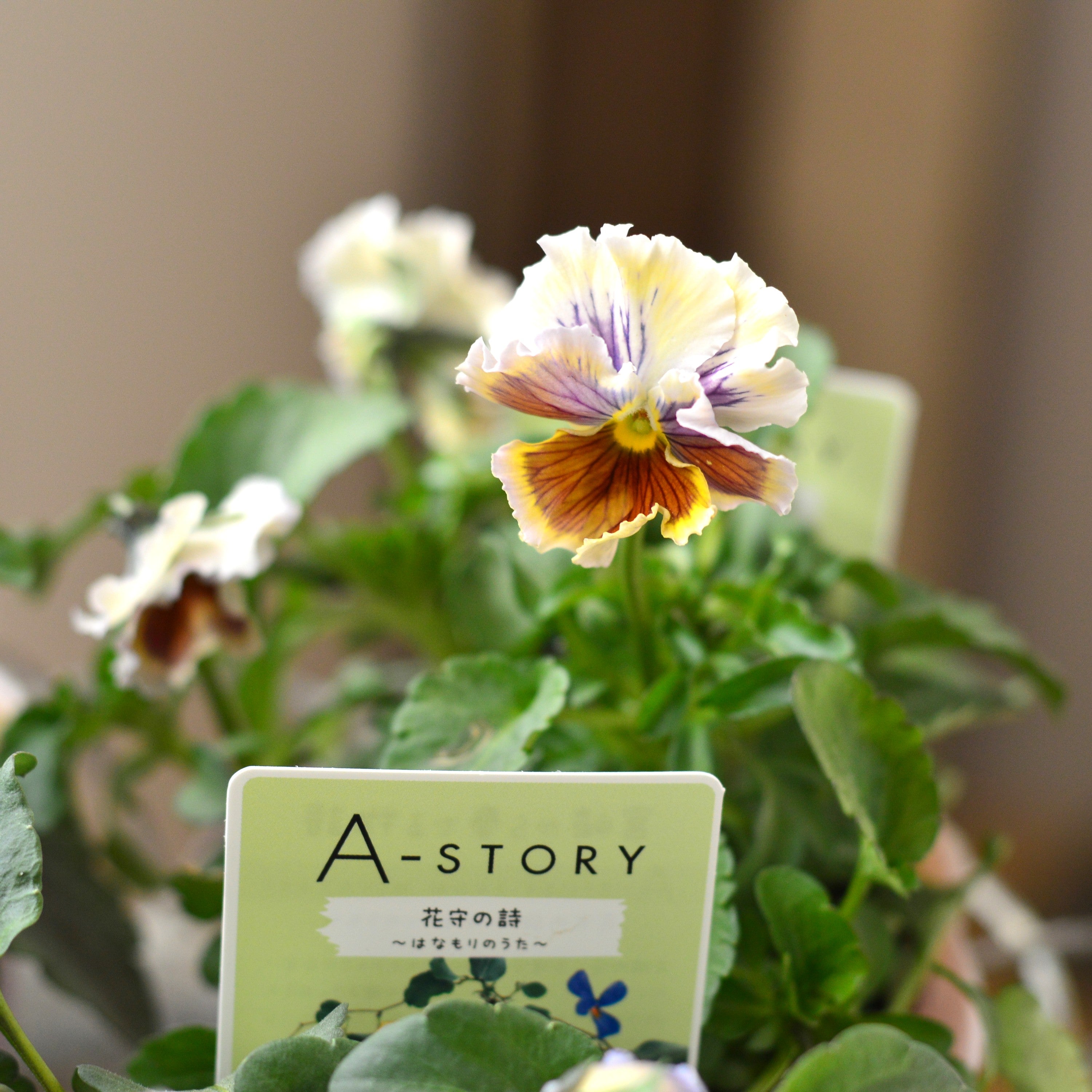 【石村あさみさん育種】 パンジー 『A-STORY 花守の詩 はなもりのうた』 3.5寸POT