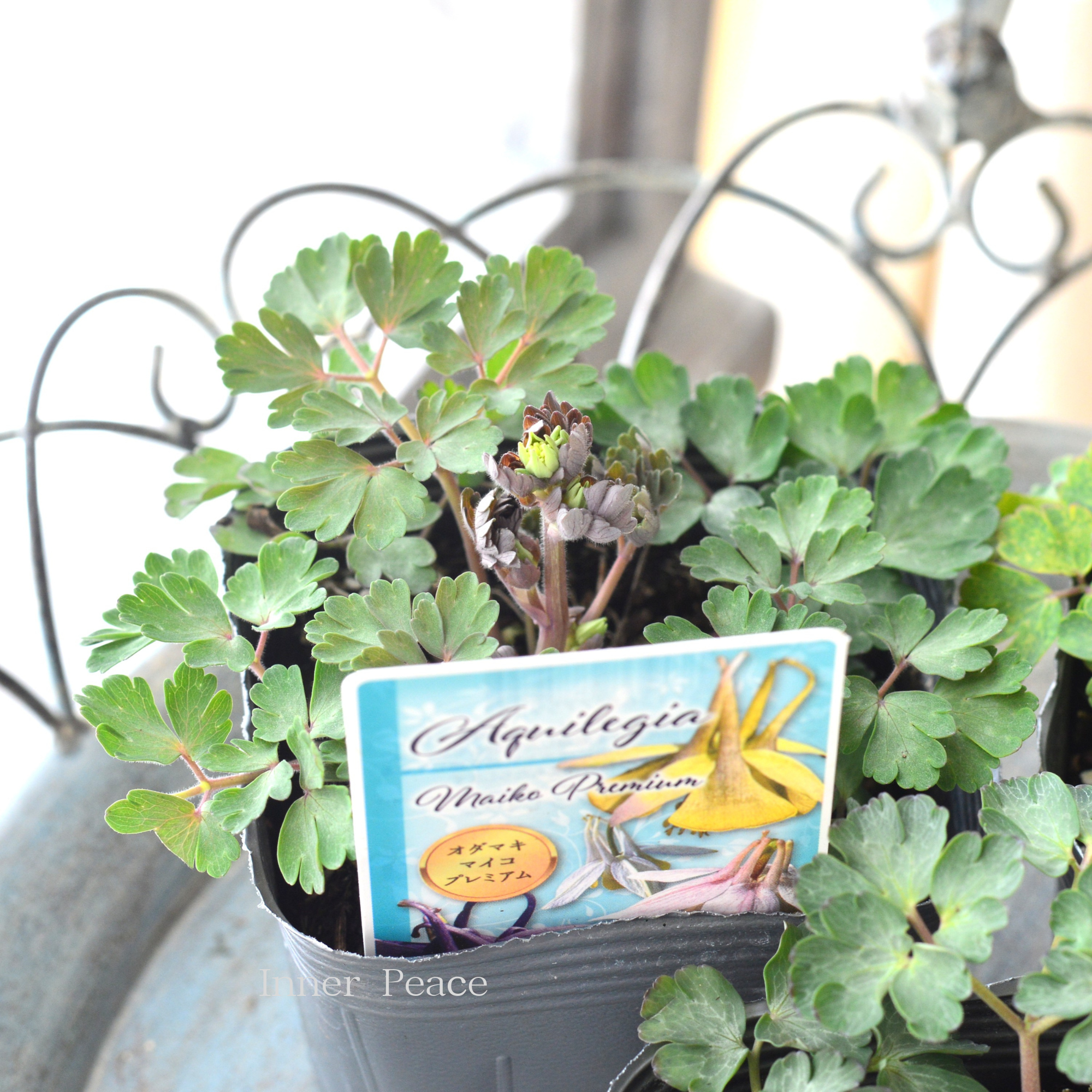 【見元園芸さん】 オダマキ 『マイコプレミアム』 3.5寸POT