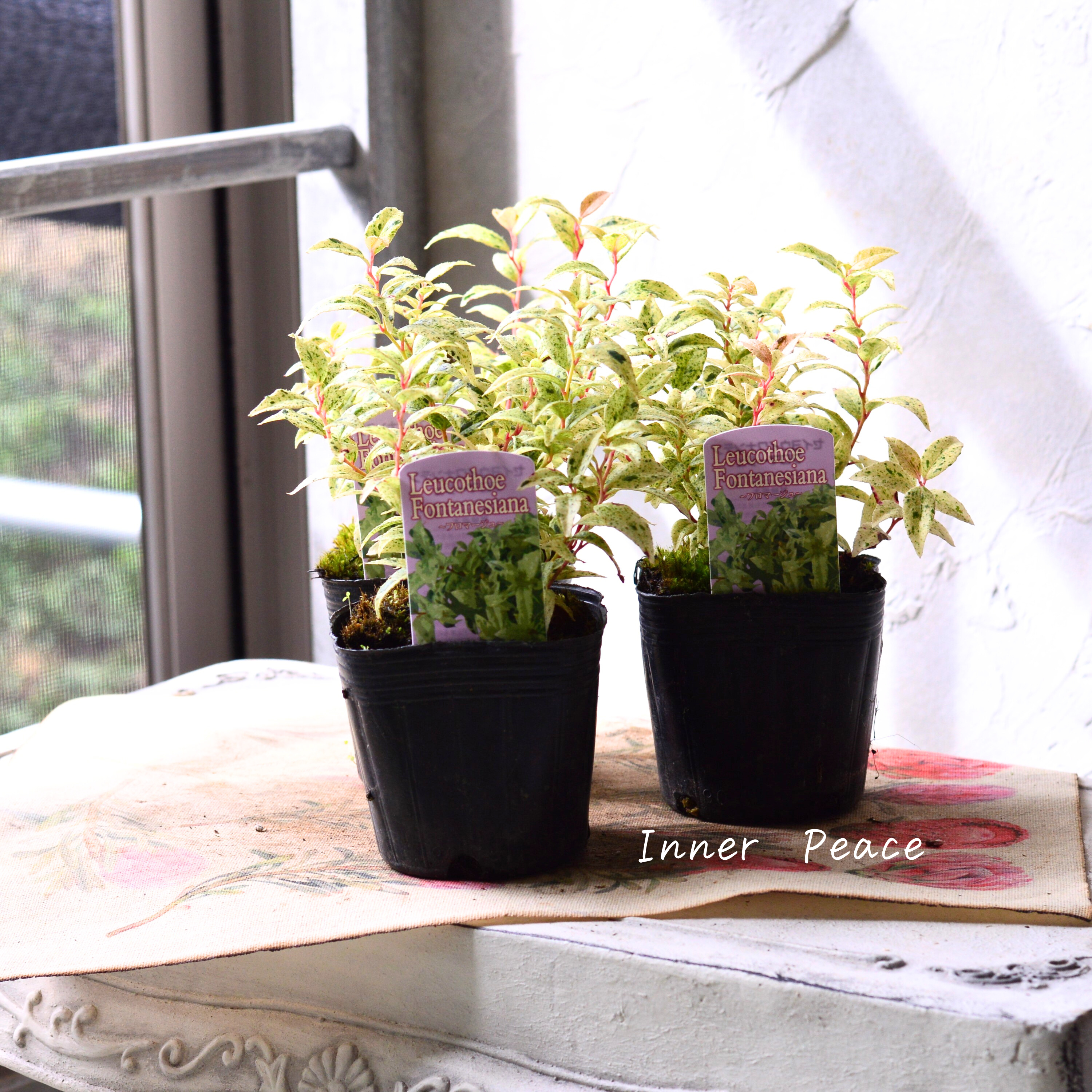 【斑入り】 ルコテー(西洋イワナンテン) 『フロマージュ』 3寸POT