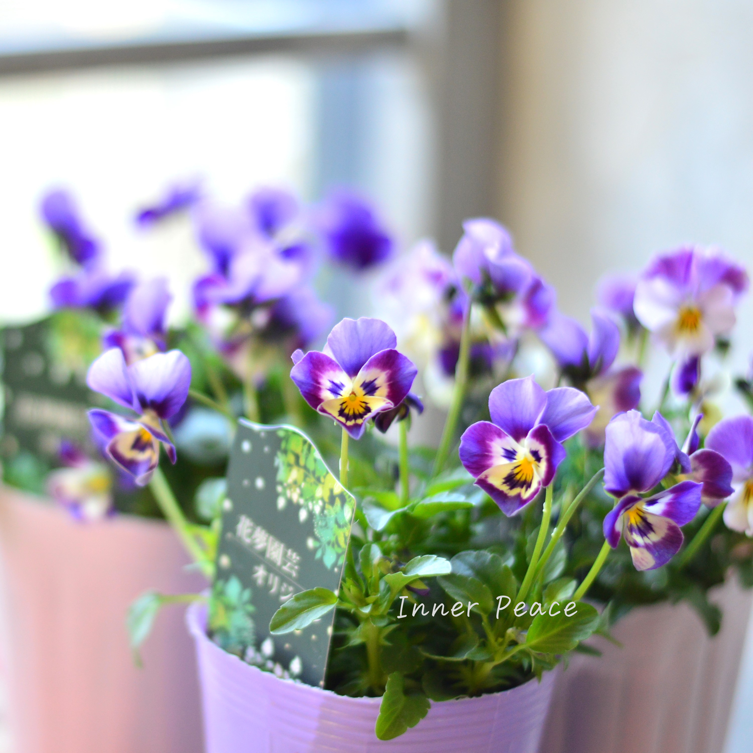 【花夢園芸さん】 ビオラ 『パープル系』 3寸ロングPOT