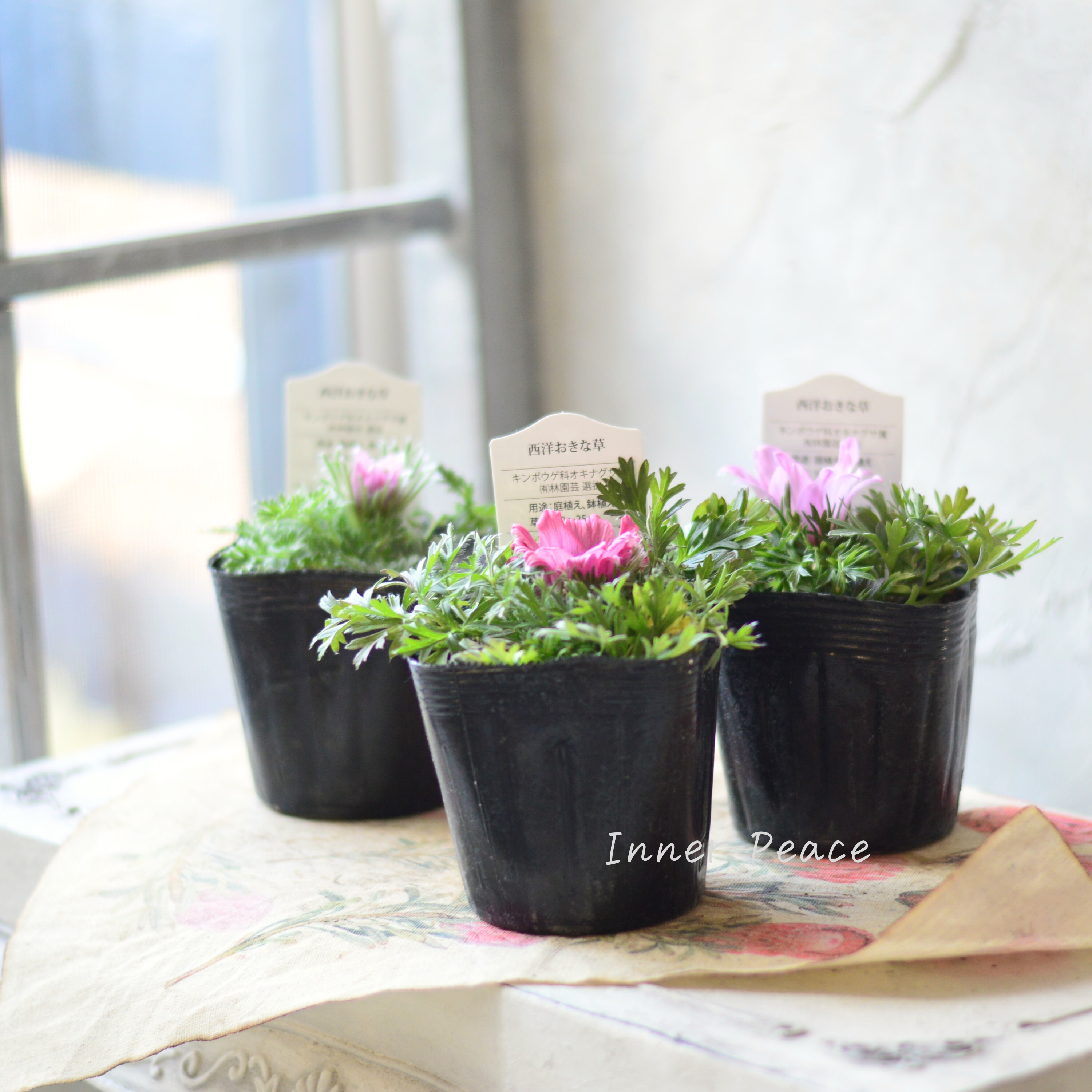 【美しい】 西洋オキナグサ 『プルサティラ ブルガリス・ピンク』 3.5寸POT