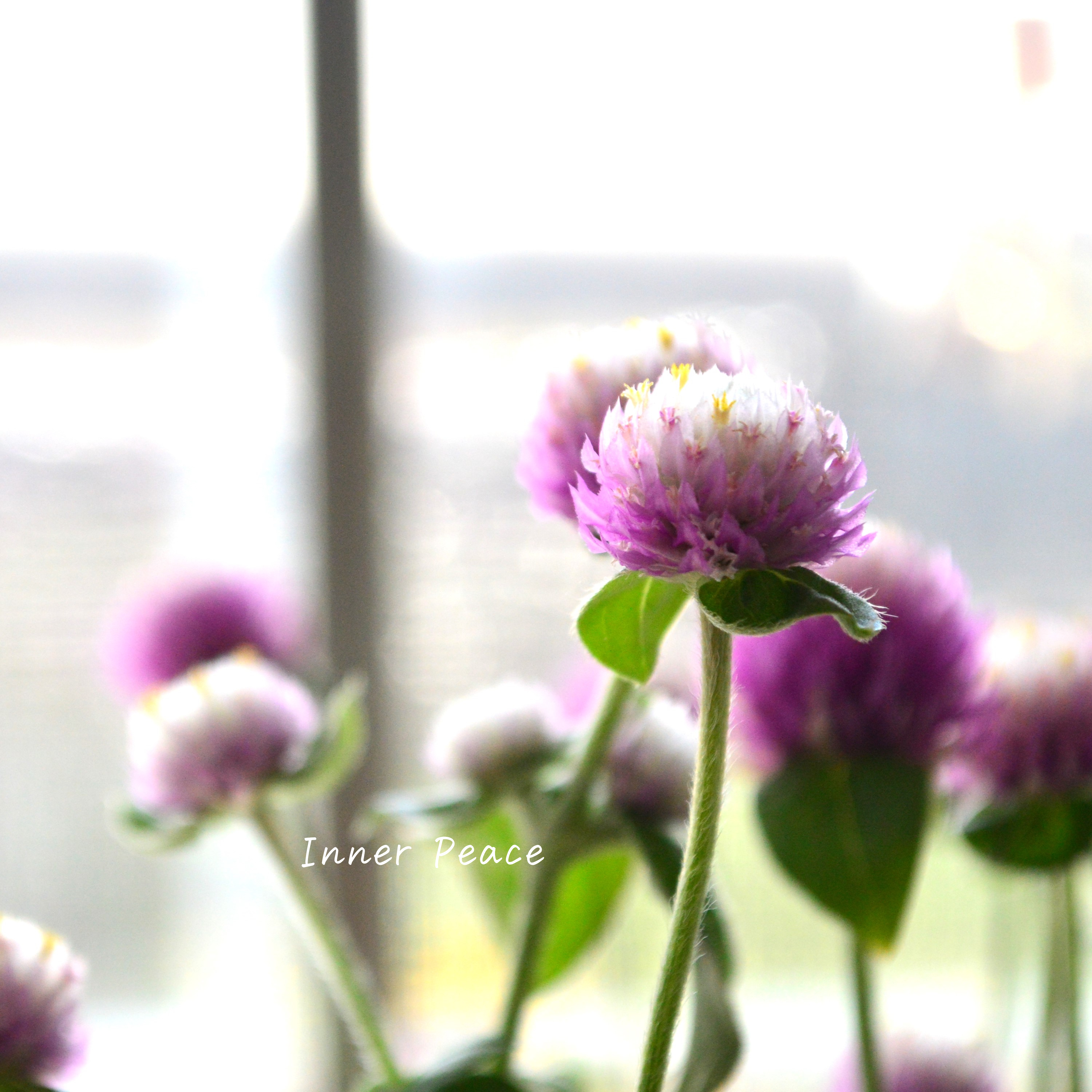 【暑さに強い】 千日紅 『キャンディキャンディ・ピンク』 3寸POT