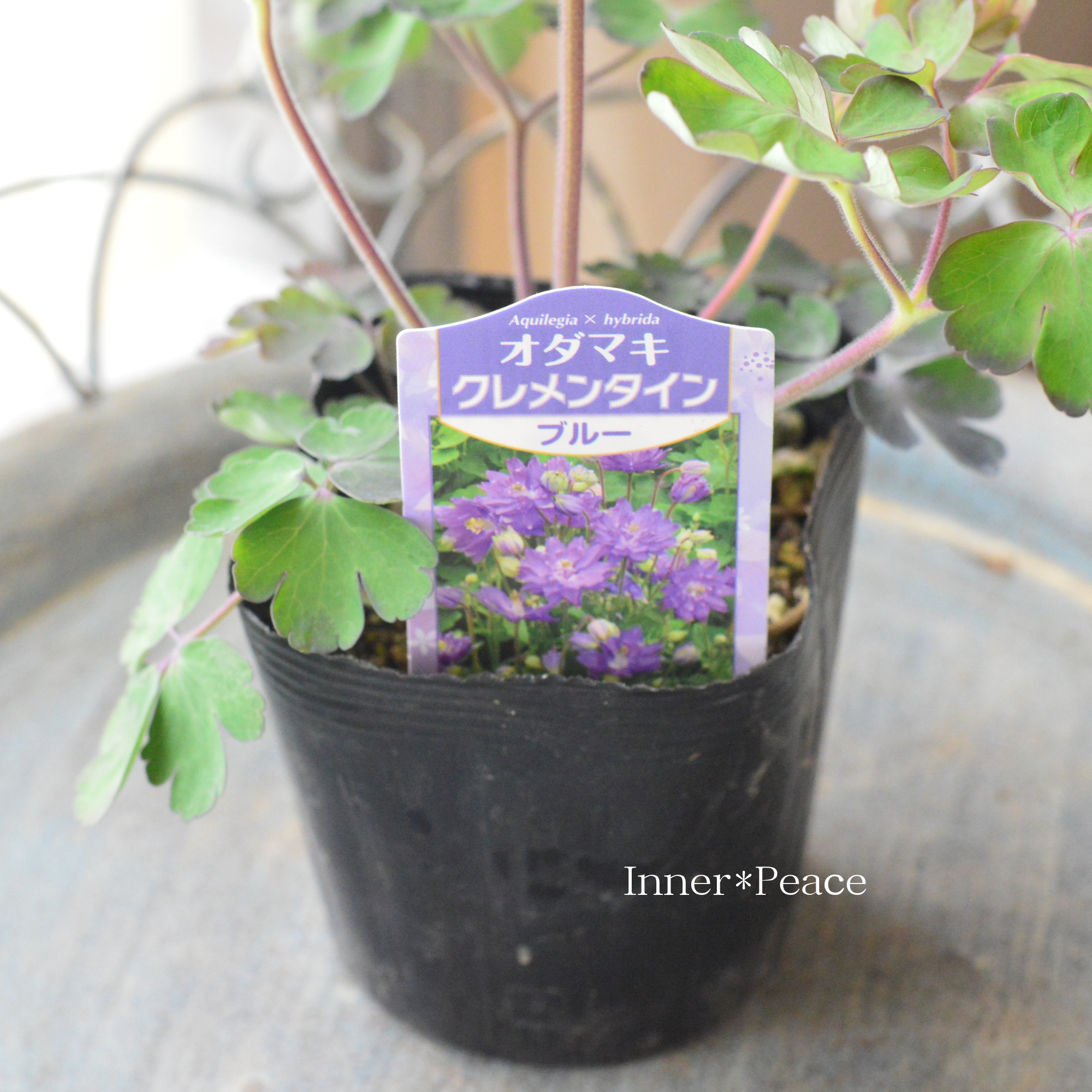 【八重咲き】 オダマキ・クレメンタイン 『ブルー』 3.5寸POT