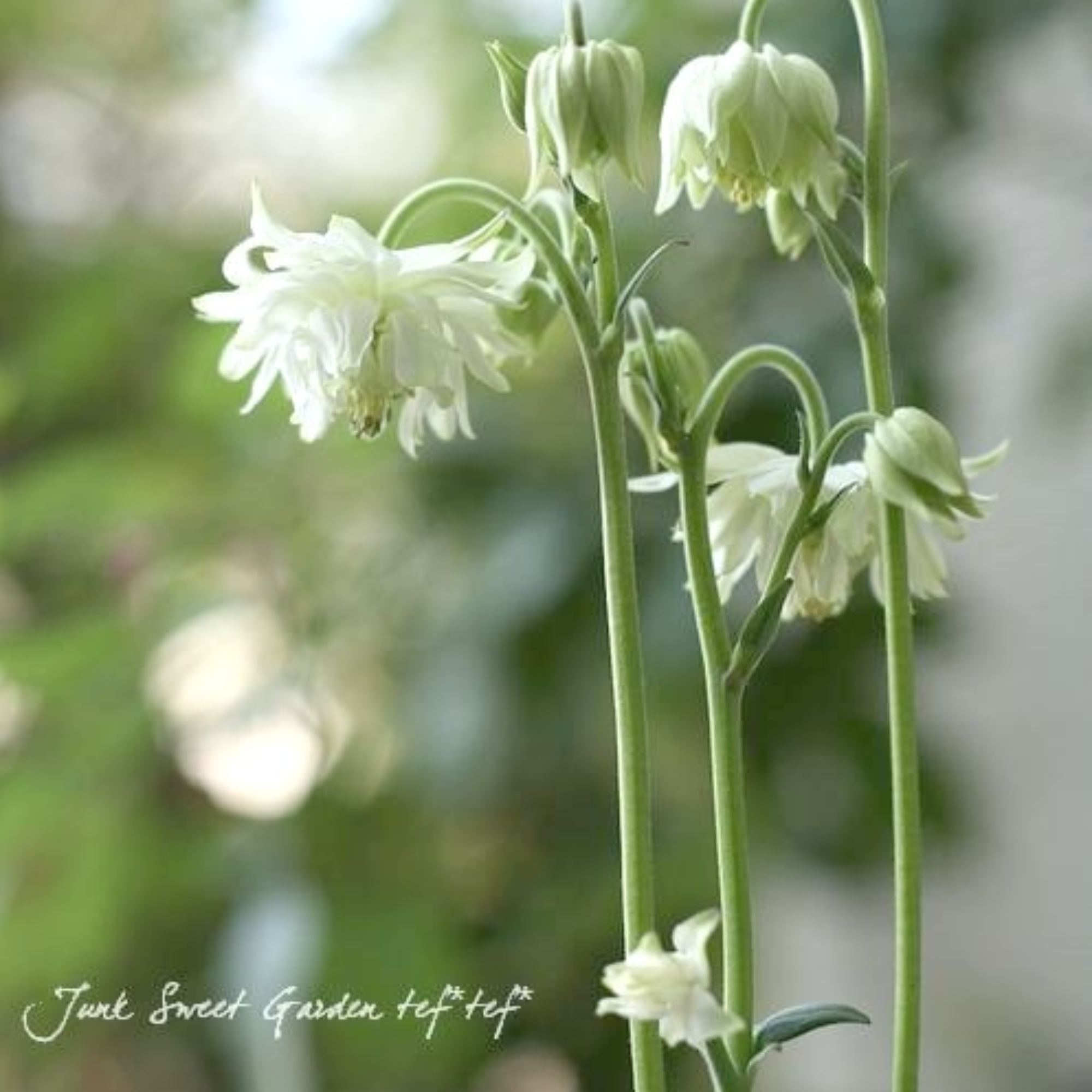 【八重咲き】 オダマキ 『グリーンアップルズ』 3.5寸POT