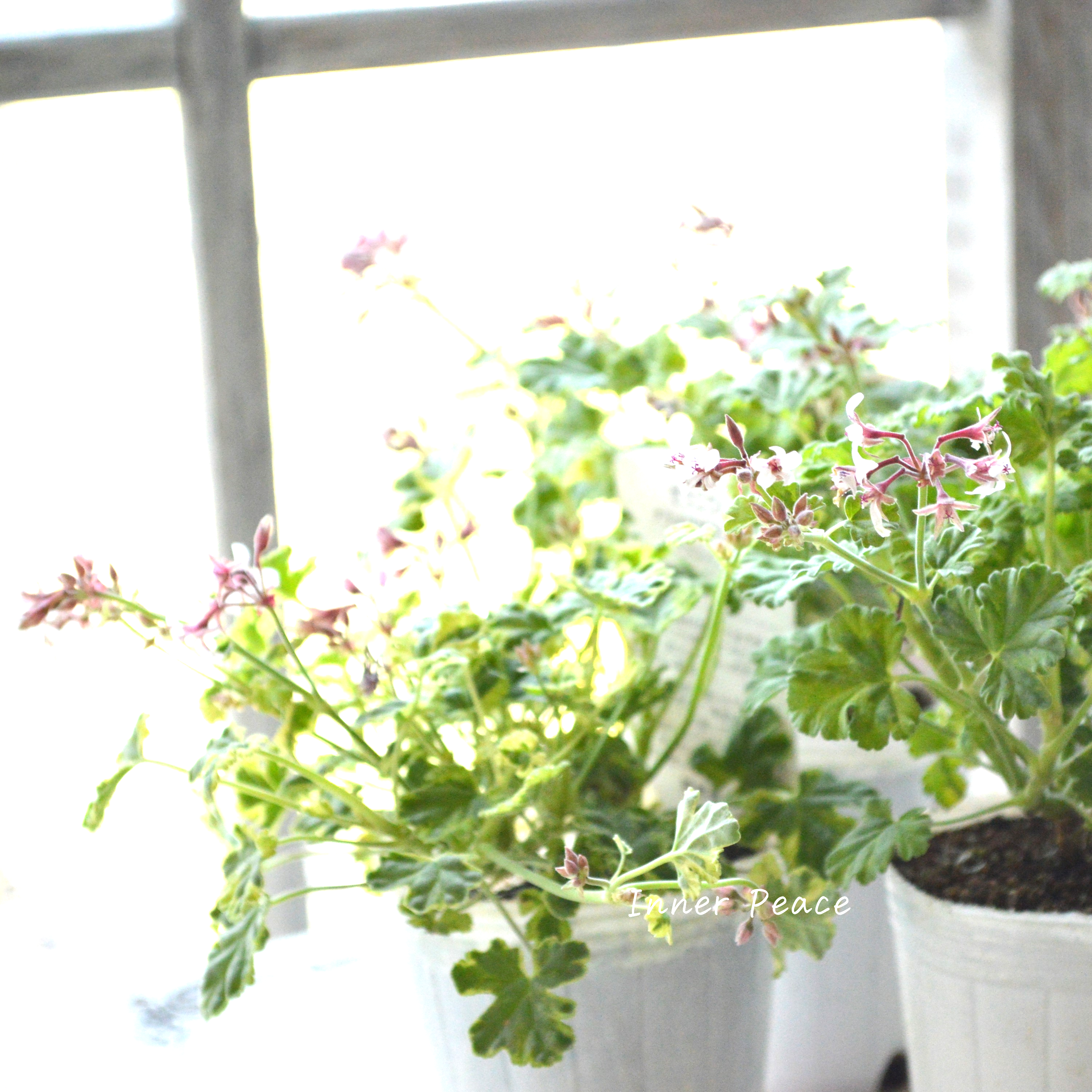 【斑入り】 ナツメグゼラニウム 『バリエガータ』 2.5寸ロングPOT