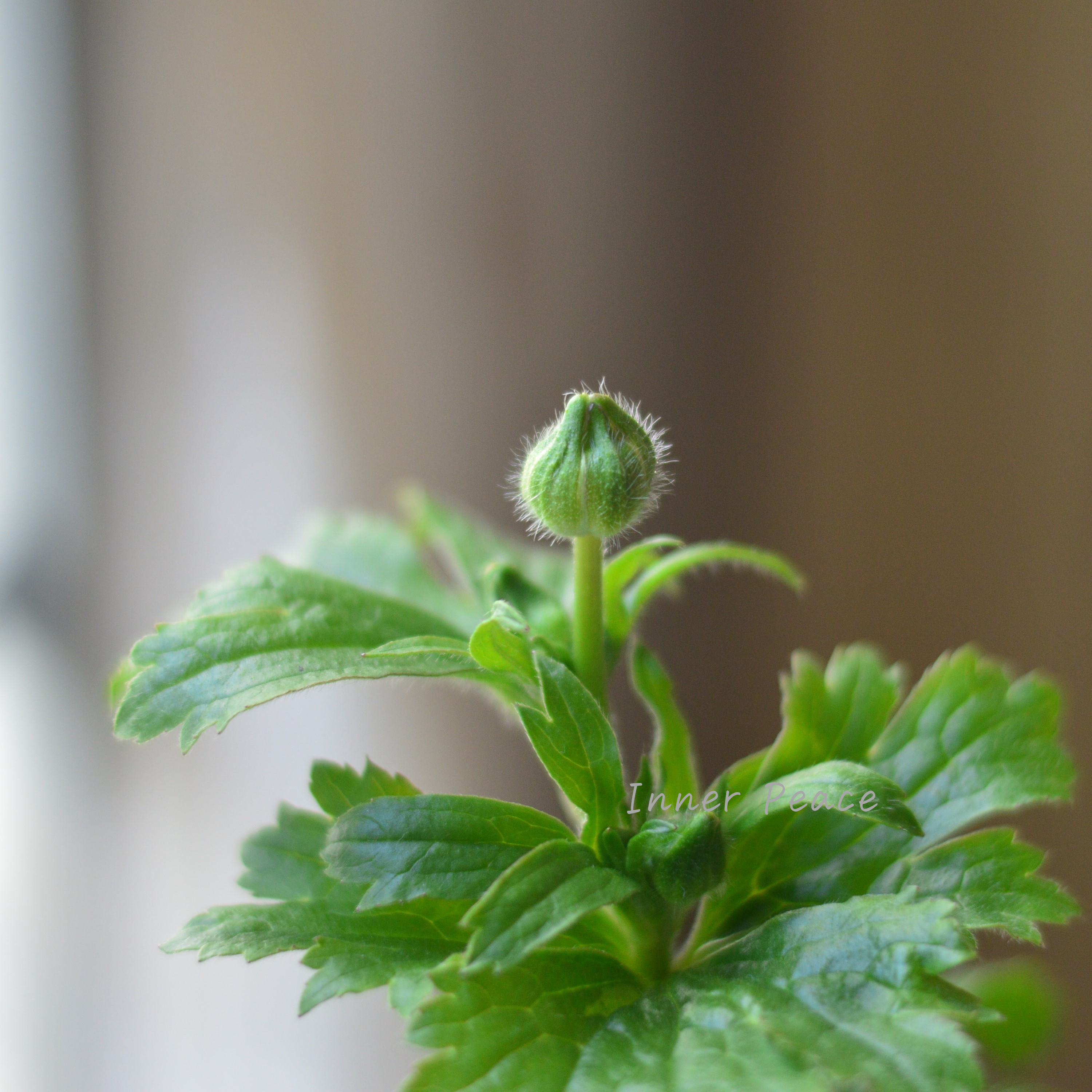 【美しい】 ラナンキュラス・ラックス 『ヘラ』 3.5寸POT