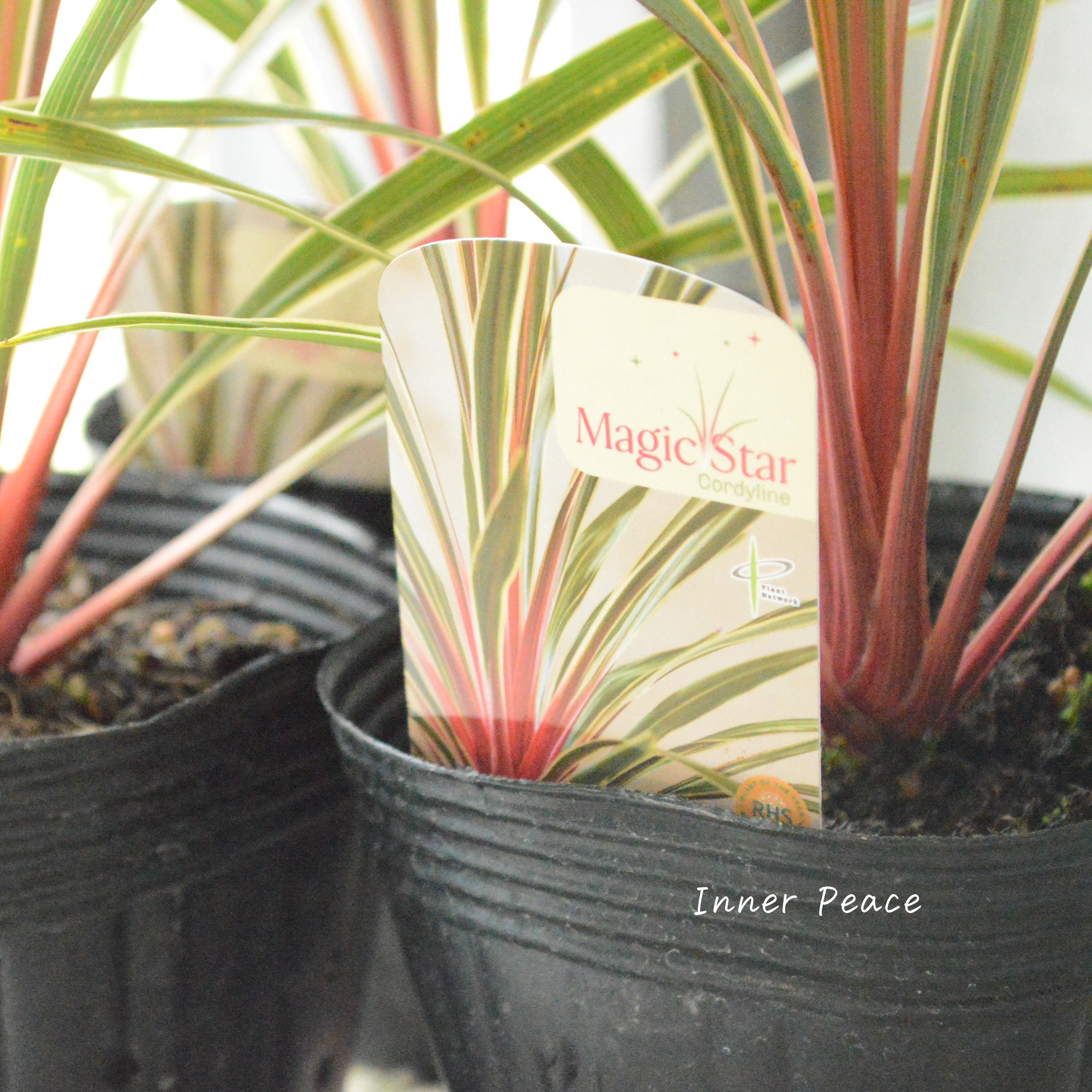 【日本初上陸】 コルジリネ 『マジックスター』 4号POT