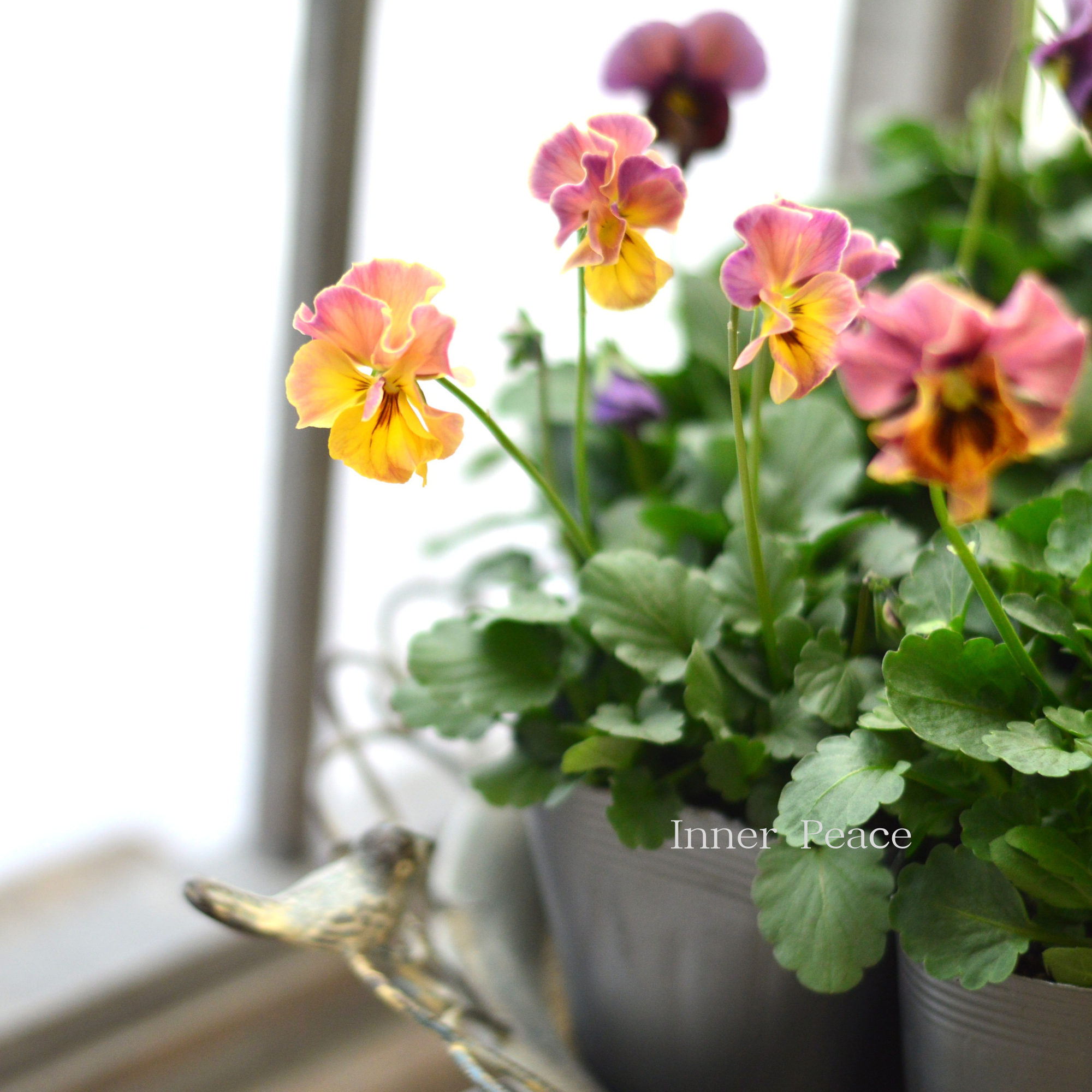 【吉村龍典さん育種ビオラ】 君待ちシリーズ 3.5寸POT