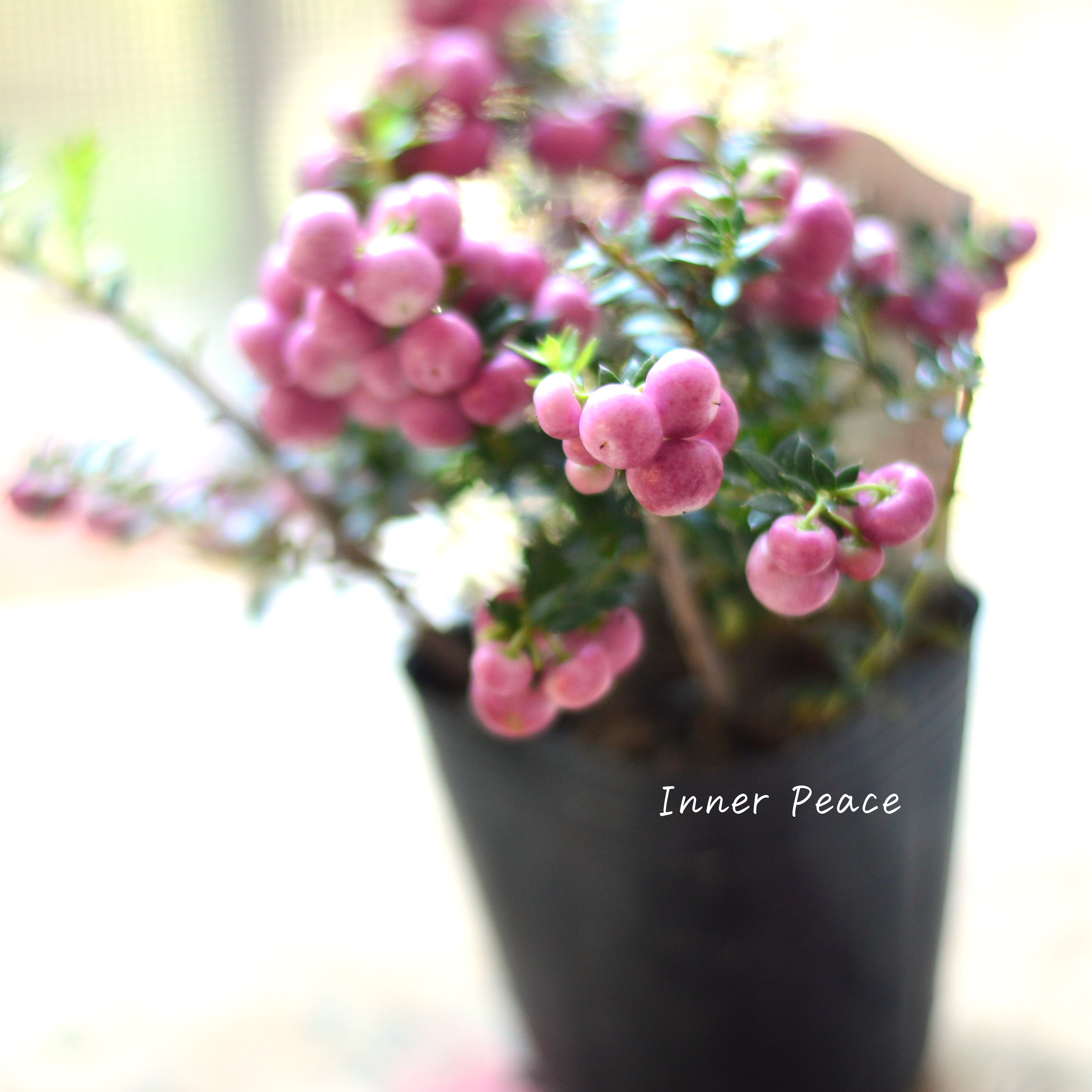 【かわいい】 デコベリー(ペルネッチア) ピンク 3寸POT