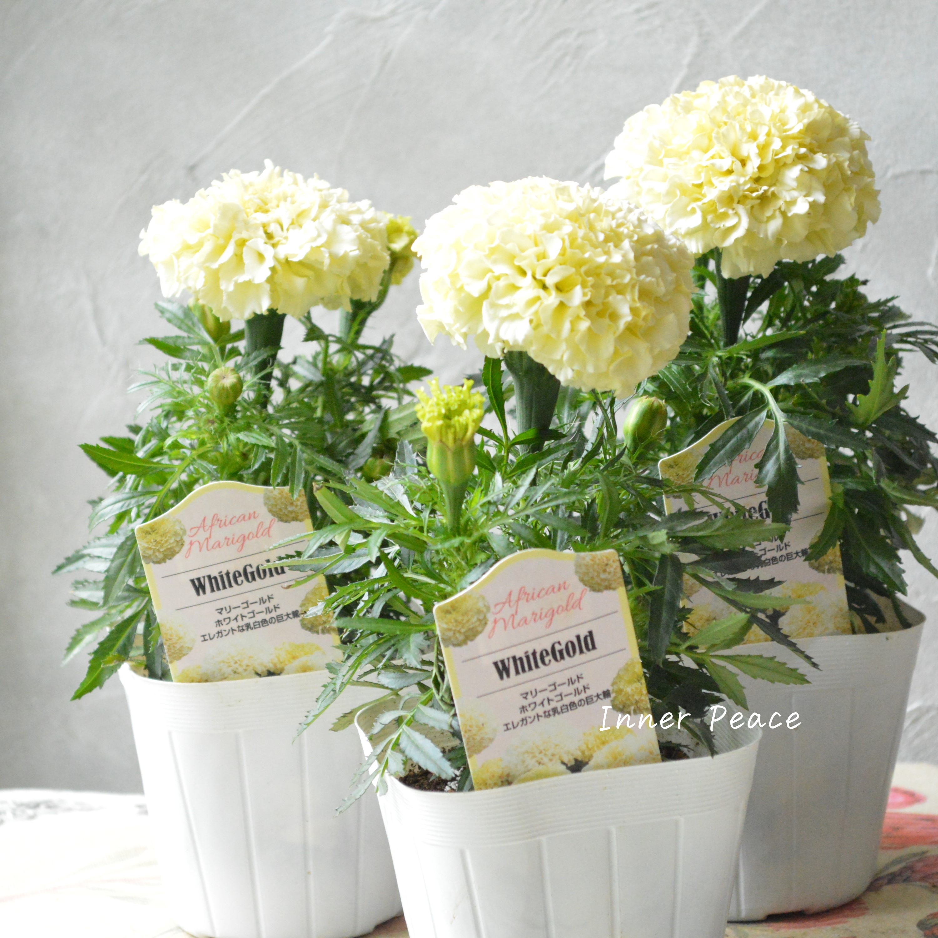 【かわいい】 マリーゴールド 『ホワイトゴールド』 3.5寸POT