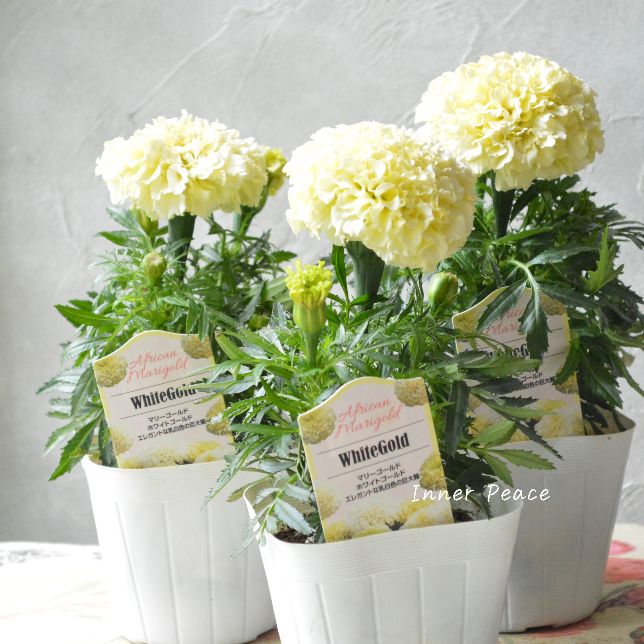 7b212fd3c590bf4e50a7cf88358b3e