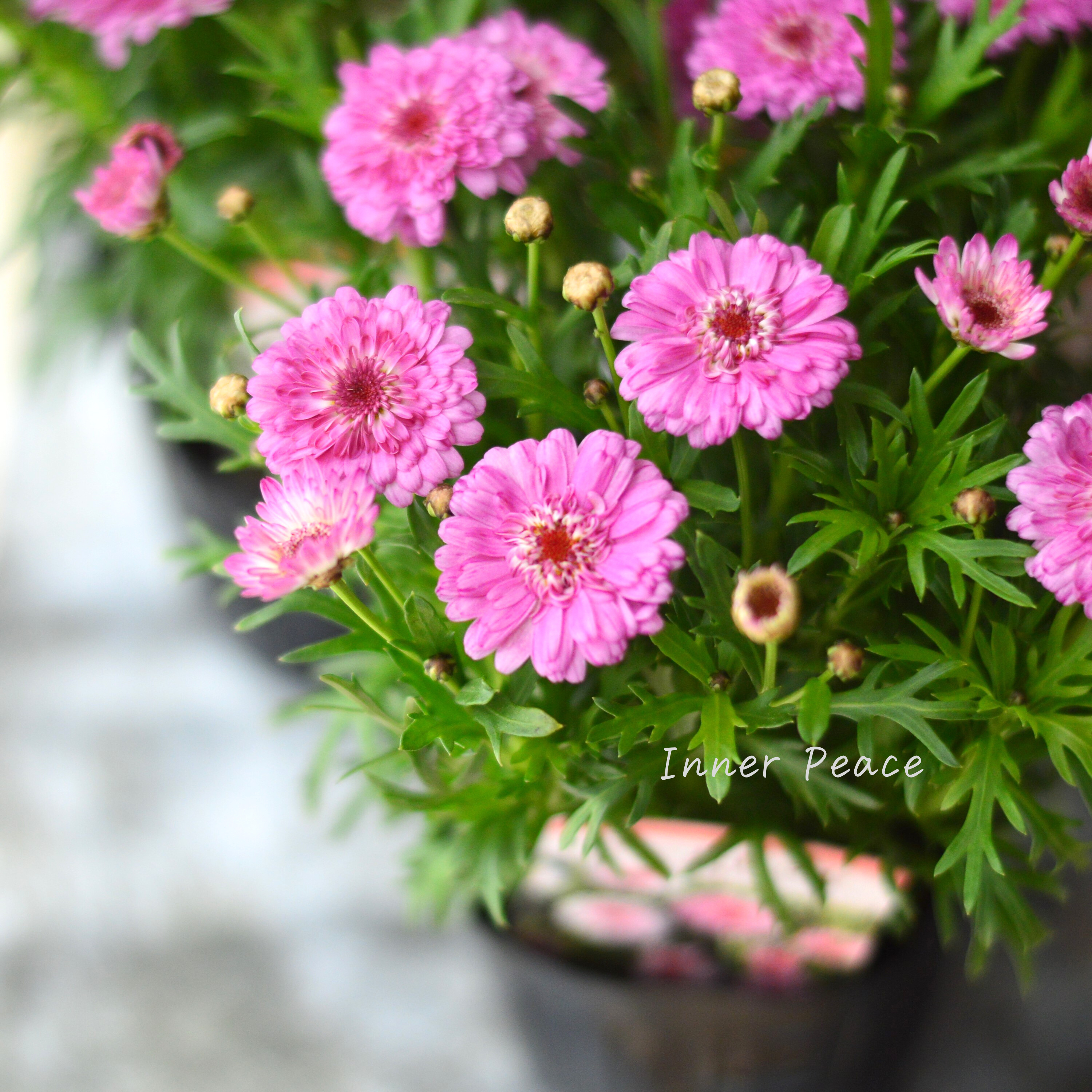 【八重咲き】 マーガレット 『モモコ』 3~3.5寸POT