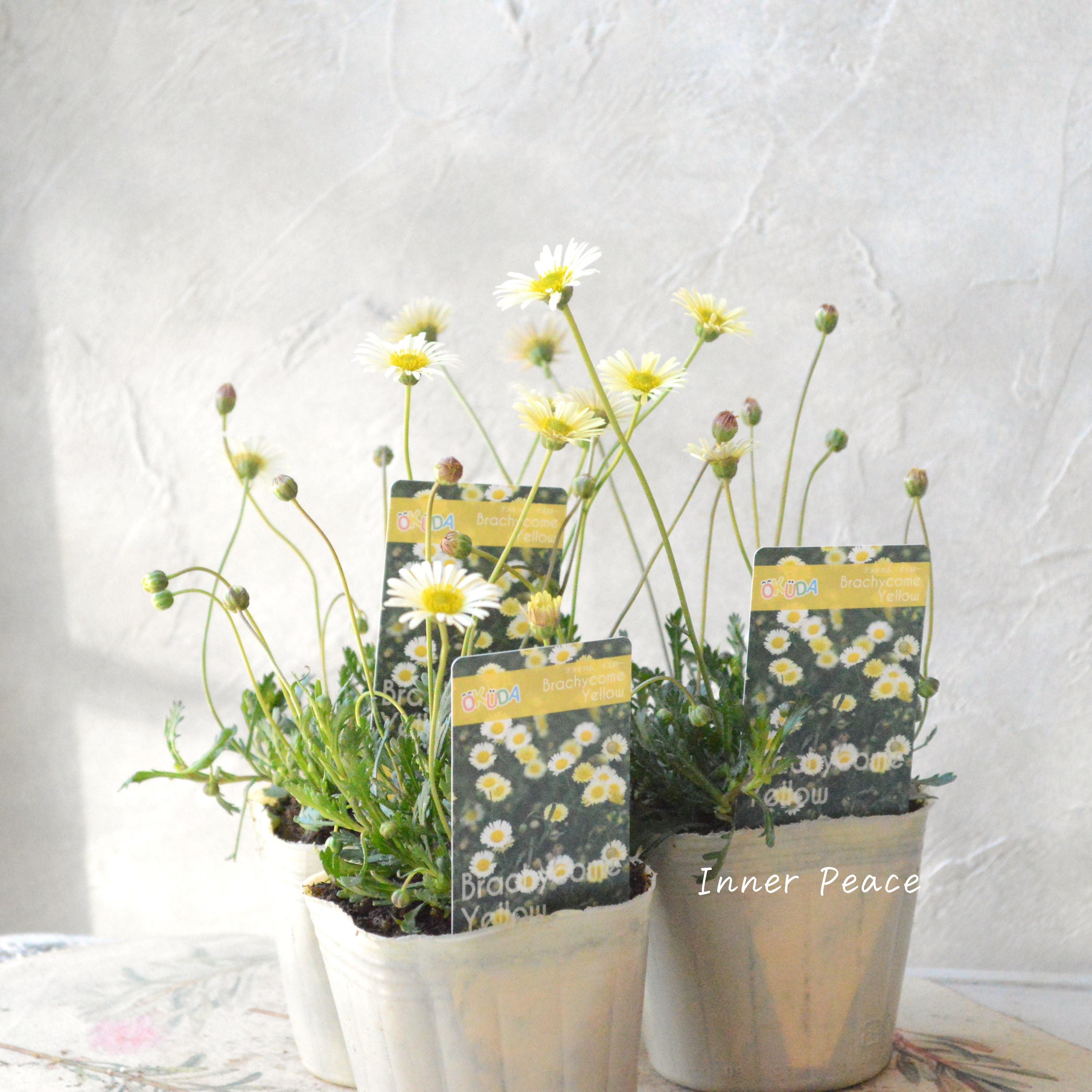 【奥田園芸さん】 ブラキカム 『イエロー』 3寸POT