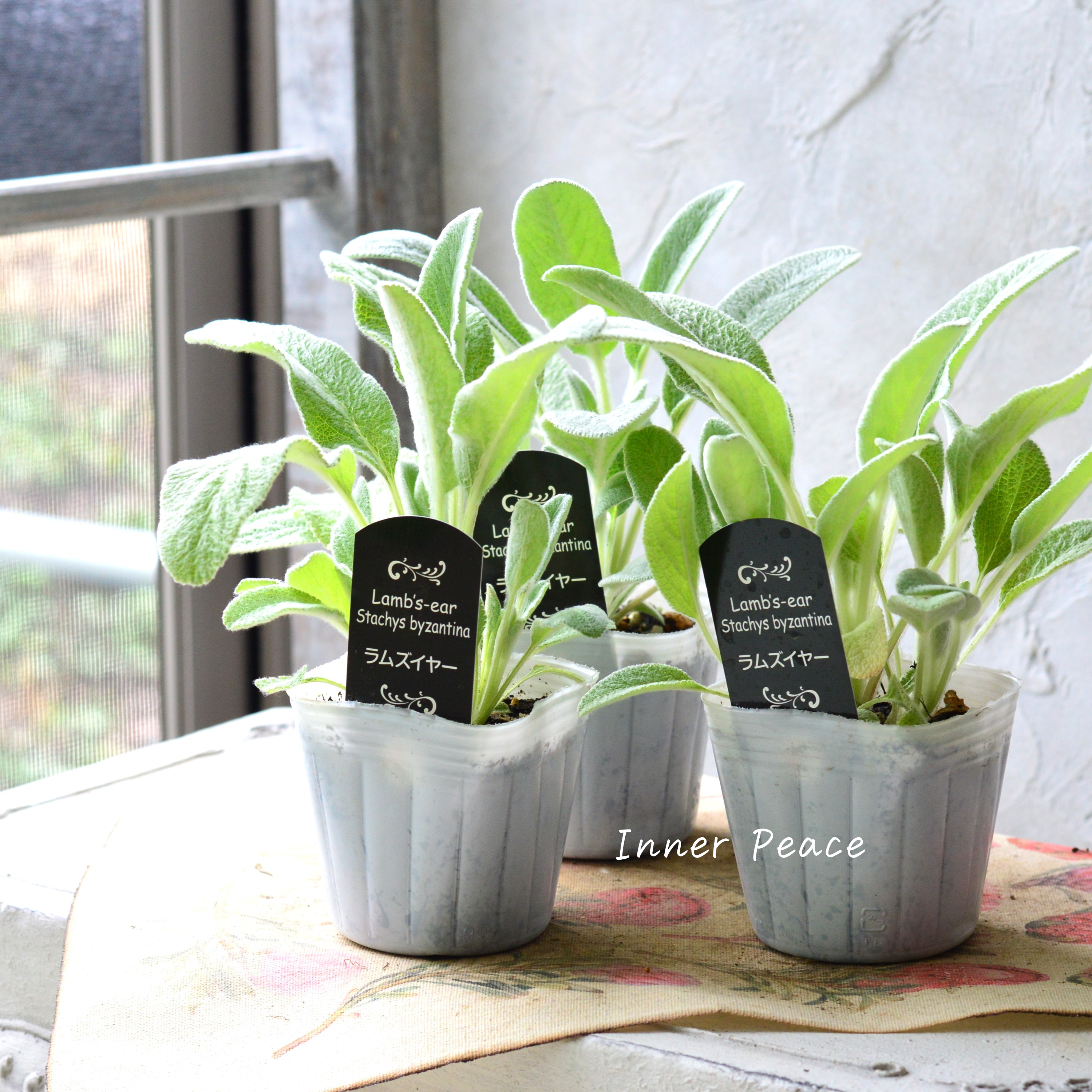 【寒さに強い】 ラムズイヤー 3寸POT